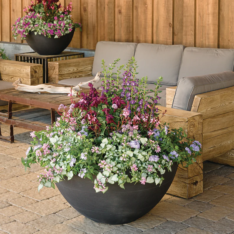 Proven Selections® Purple Chablis™ Dead Nettle (Lamium maculatum) - Image 7