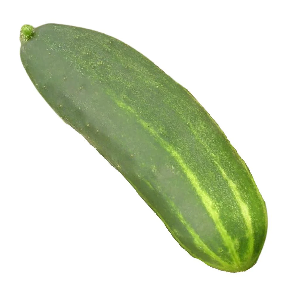 Proven Selections® Straight Eight Slicing Cucumber (Cucumis sativus) - Image 6
