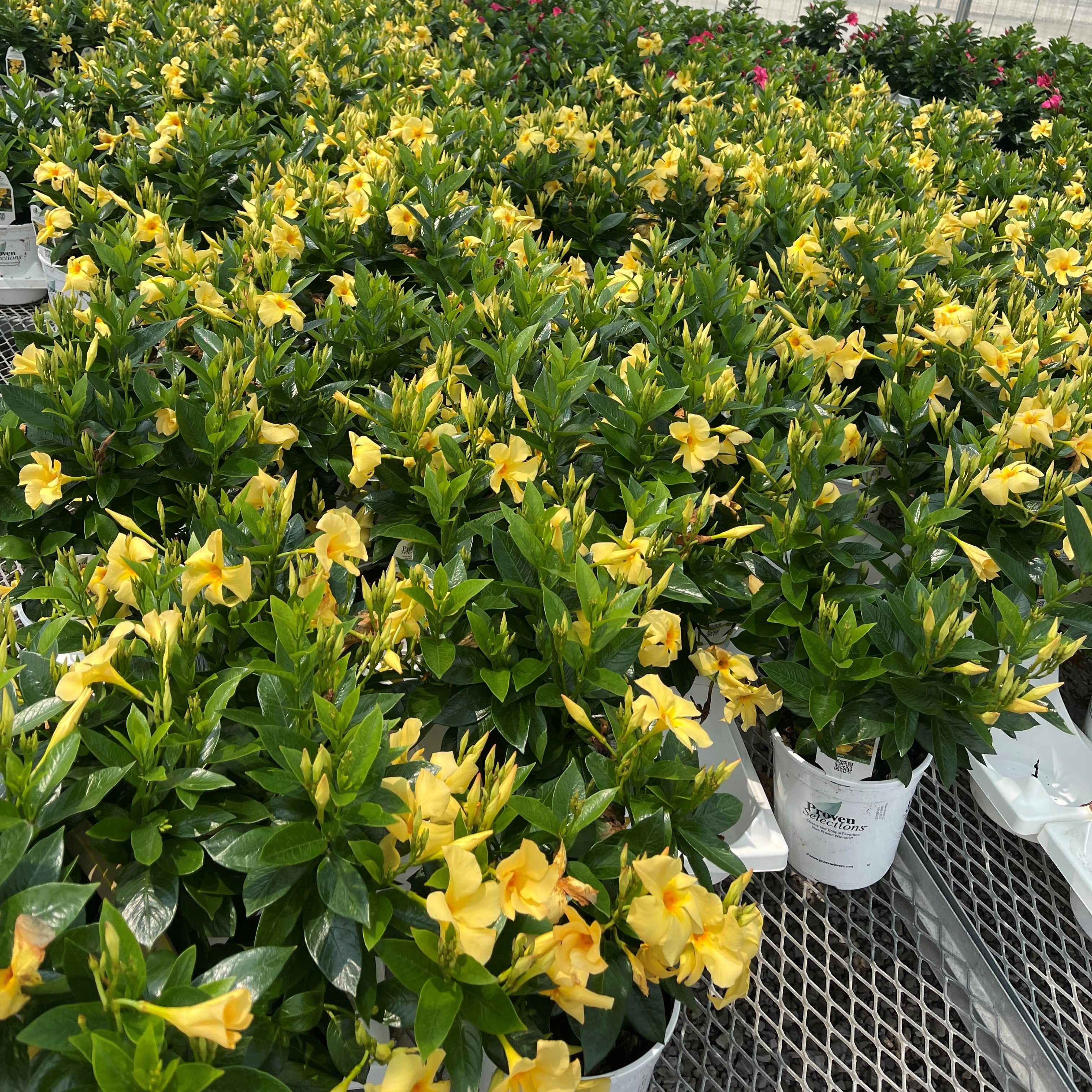Proven Selections® Sun Parasol® Original Sunbeam® Rocktrumpet (Mandevilla hybrid) - Image 3