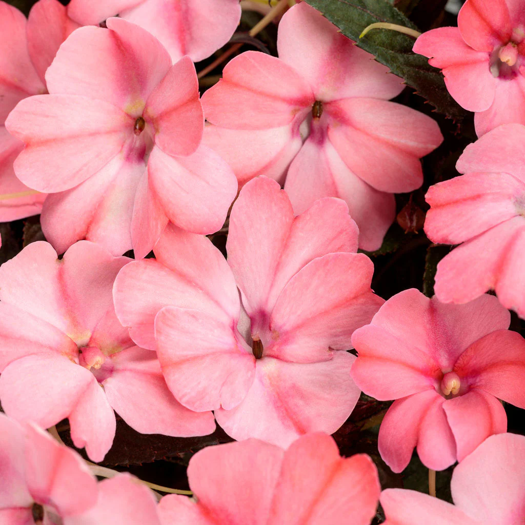 Proven Selections® SunPatiens® Compact Blush Pink Impatiens (Impatiens x hybrida) - Image 2