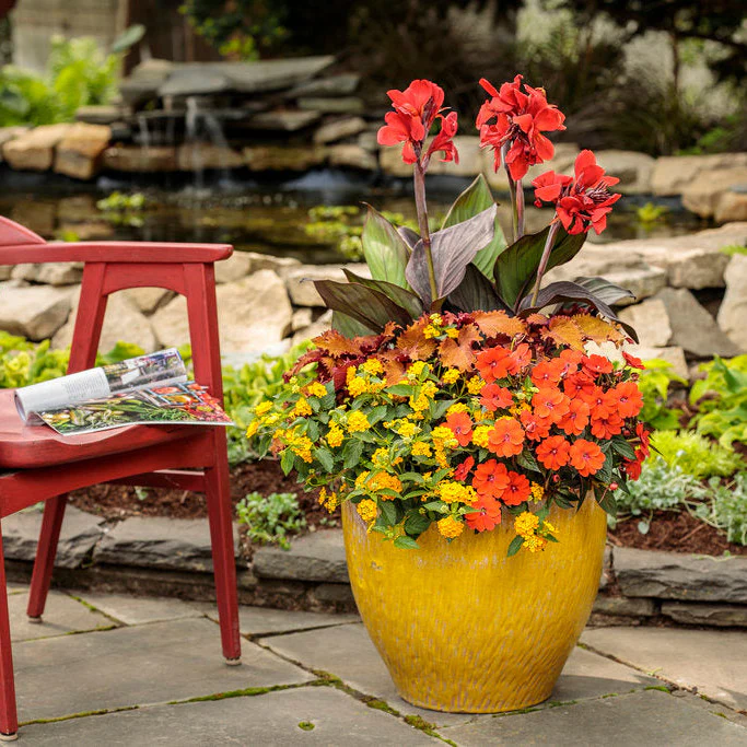 Proven Selections® SunPatiens® Compact Orange Impatiens (x hybrida) - Image 10