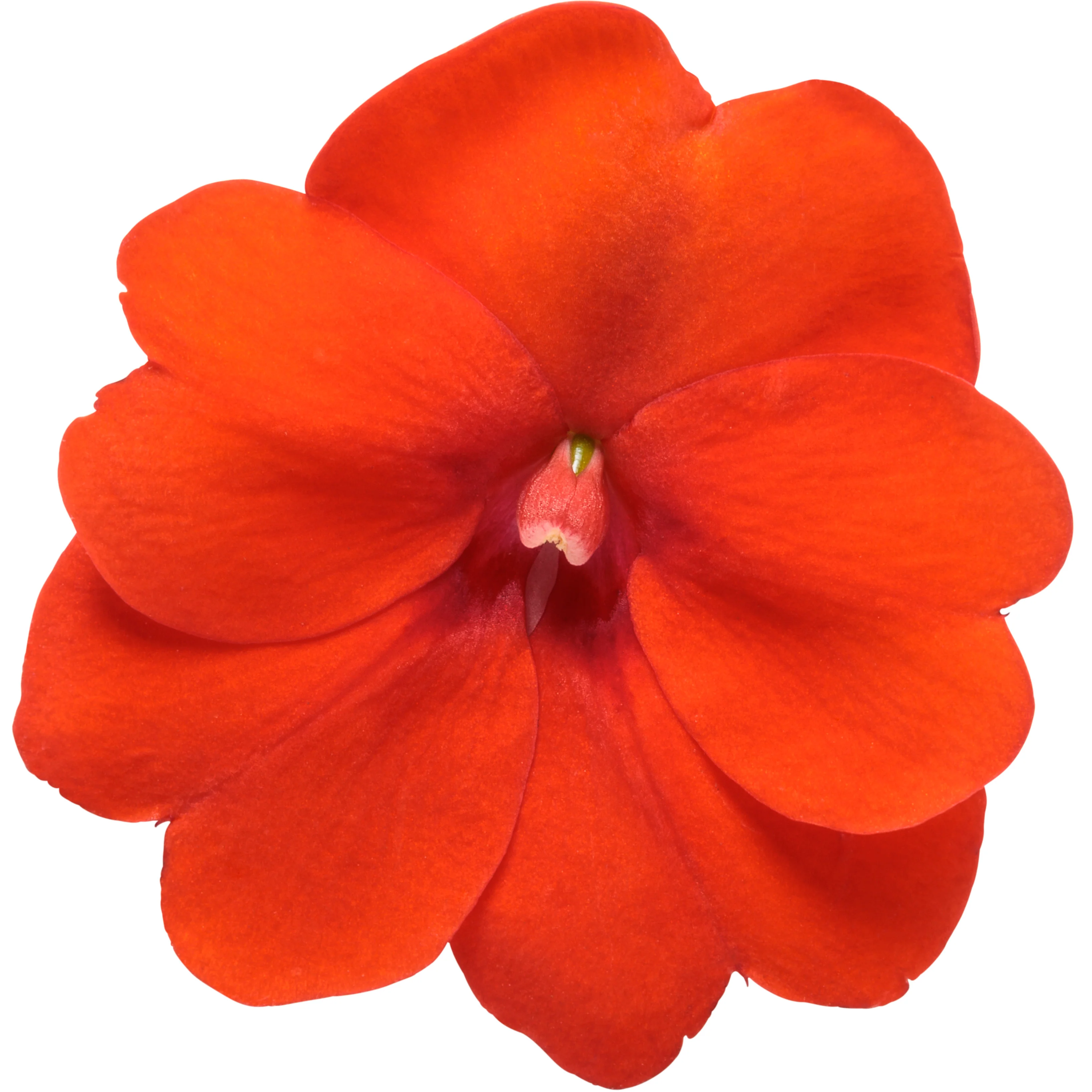 Proven Selections® SunPatiens® Compact Orange Impatiens (x hybrida) - Image 11