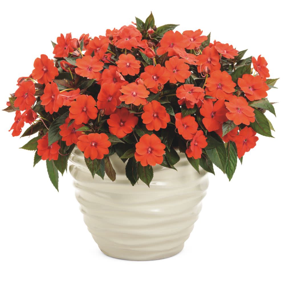Proven Selections® SunPatiens® Compact Orange Impatiens (x hybrida) - Image 4