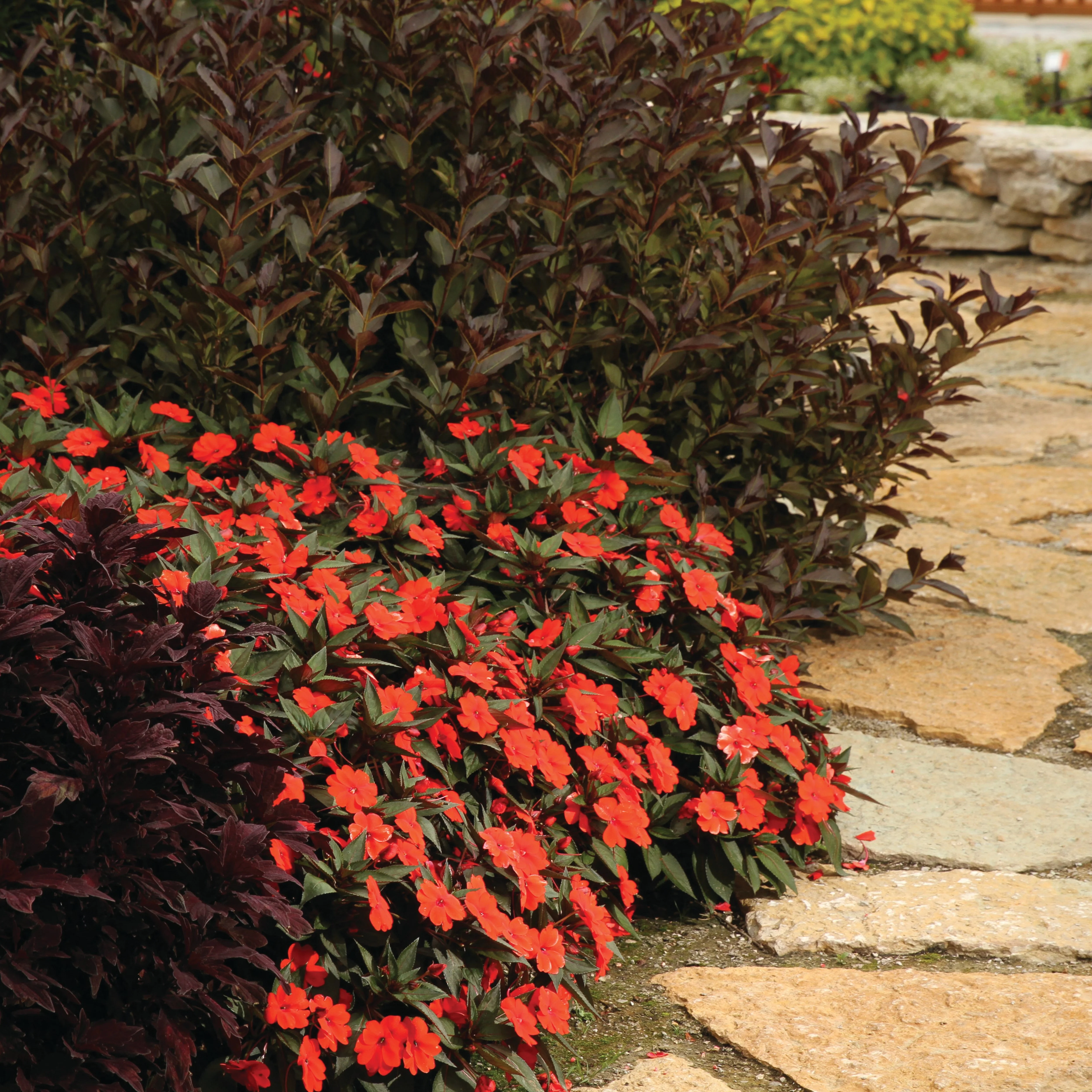 Proven Selections® SunPatiens® Compact Orange Impatiens (x hybrida) - Image 5