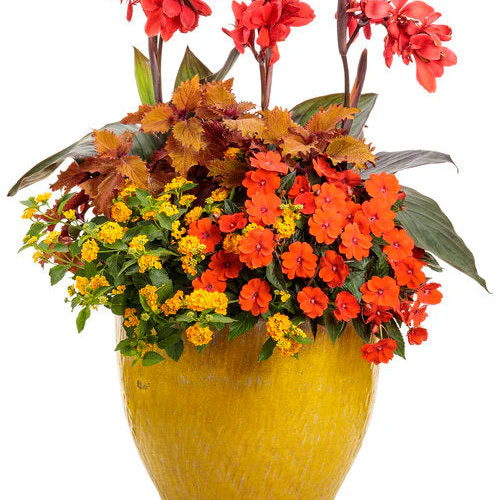Proven Selections® SunPatiens® Compact Orange Impatiens (x hybrida) - Image 6