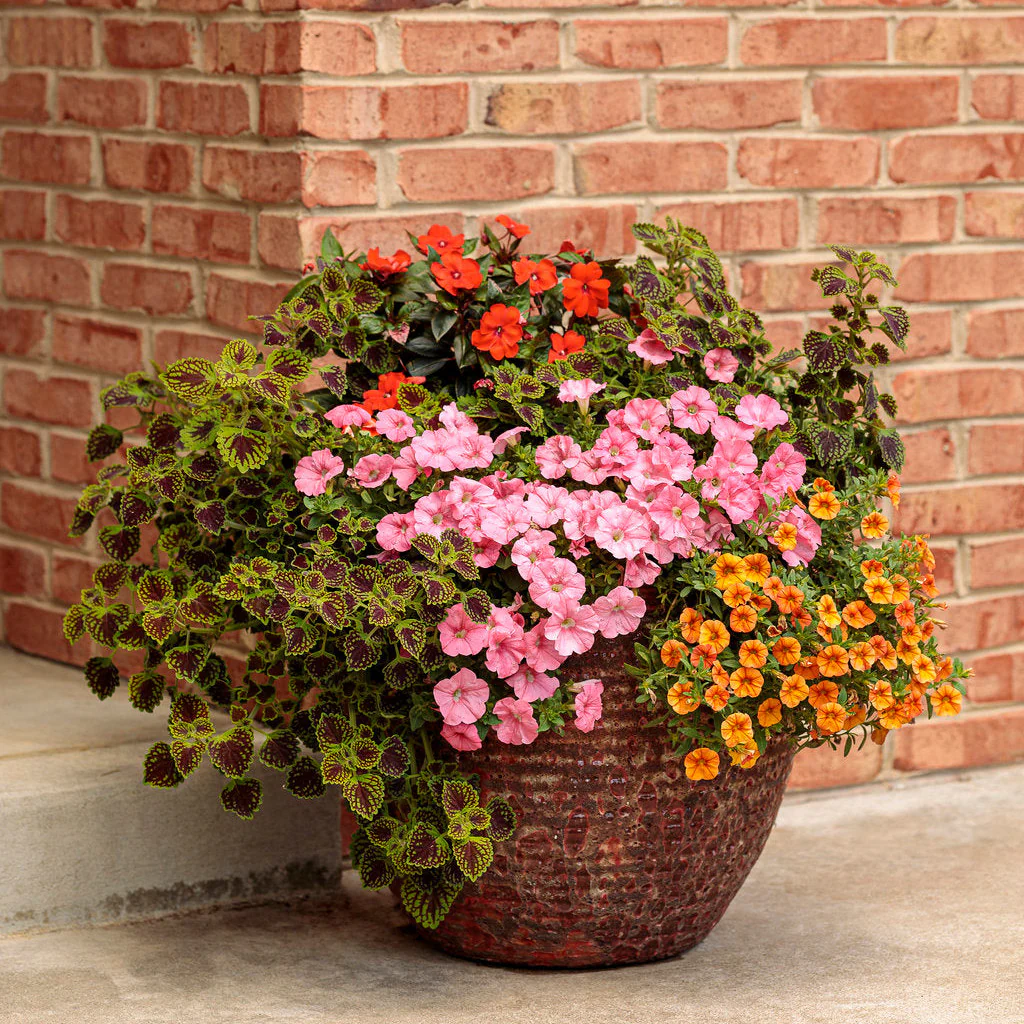 Proven Selections® SunPatiens® Compact Orange Impatiens (x hybrida) - Image 7