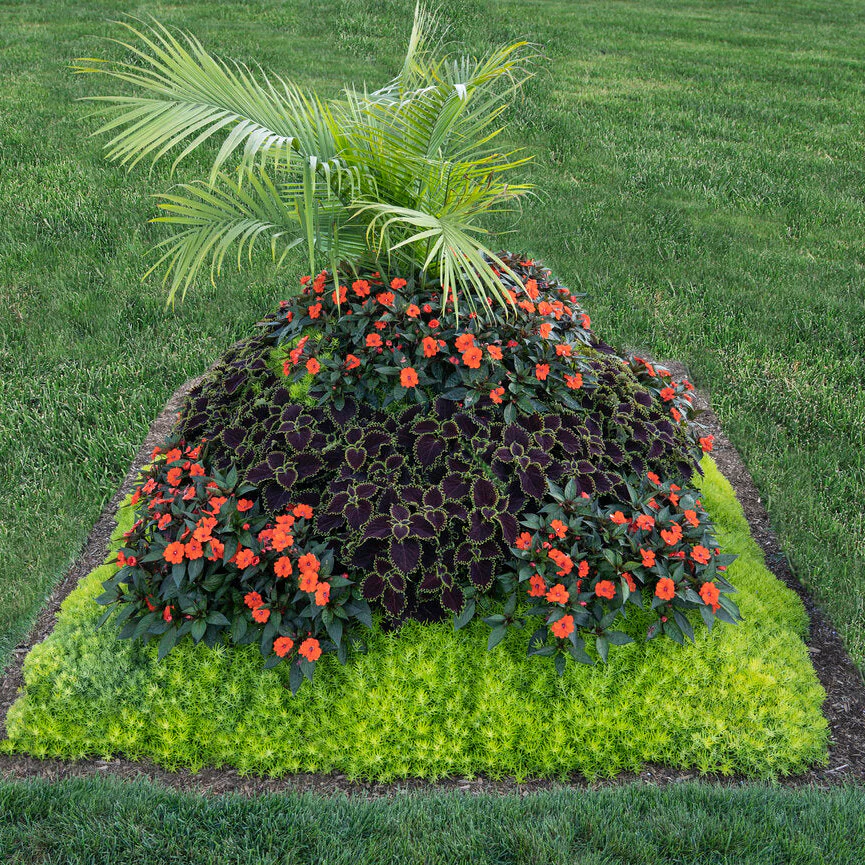Proven Selections® SunPatiens® Compact Orange Impatiens (x hybrida) - Image 8