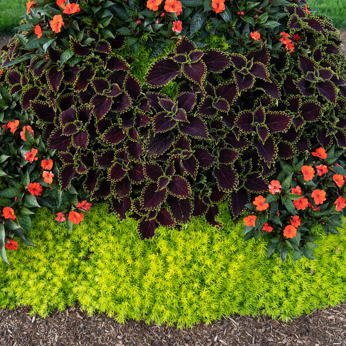 Proven Selections® SunPatiens® Compact Orange Impatiens (x hybrida) - Image 9