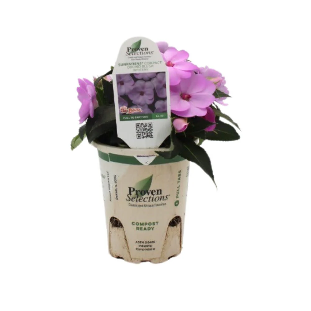 Proven Selections® SunPatiens® Compact Orchid Blush Impatiens (Impatiens x hybrida) - Image 2