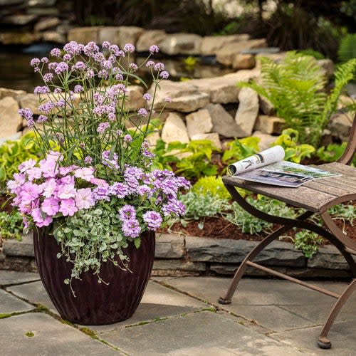 Proven Selections® SunPatiens® Compact Orchid Blush Impatiens (Impatiens x hybrida) - Image 4