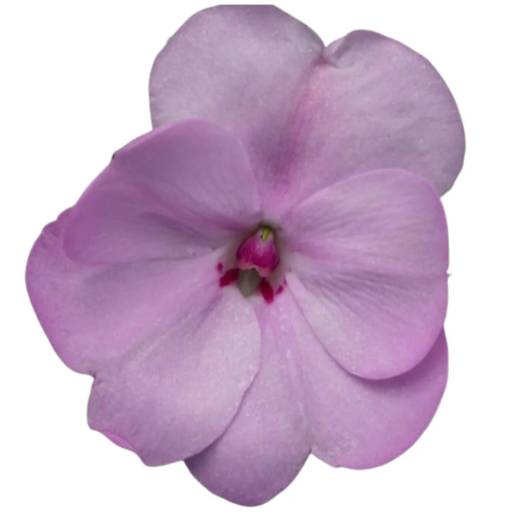 Proven Selections® SunPatiens® Compact Orchid Blush Impatiens (Impatiens x hybrida) - Image 5