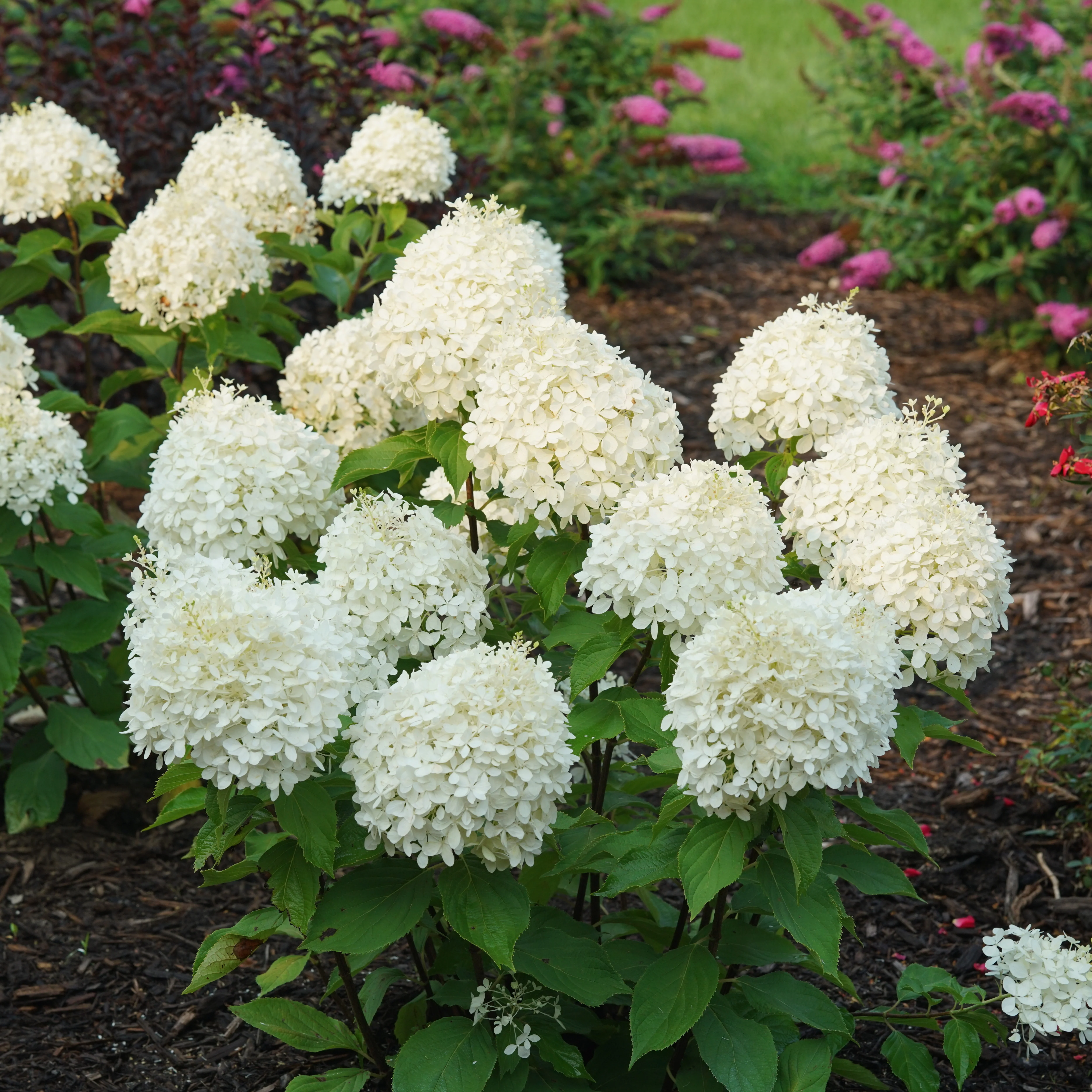 Puffer Fish® Panicle Hydrangea (paniculata) - Image 10