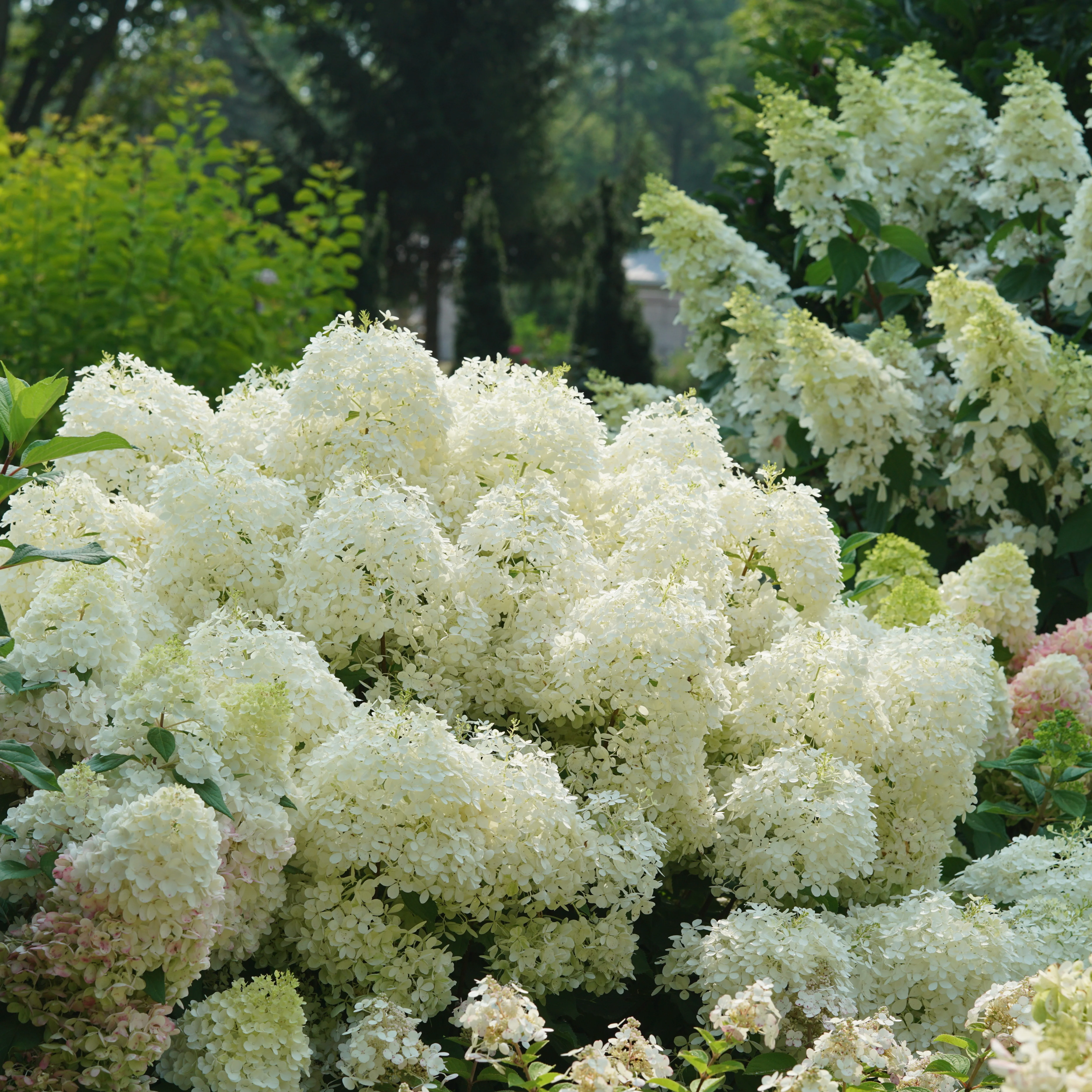 Puffer Fish® Panicle Hydrangea (paniculata) - Image 11