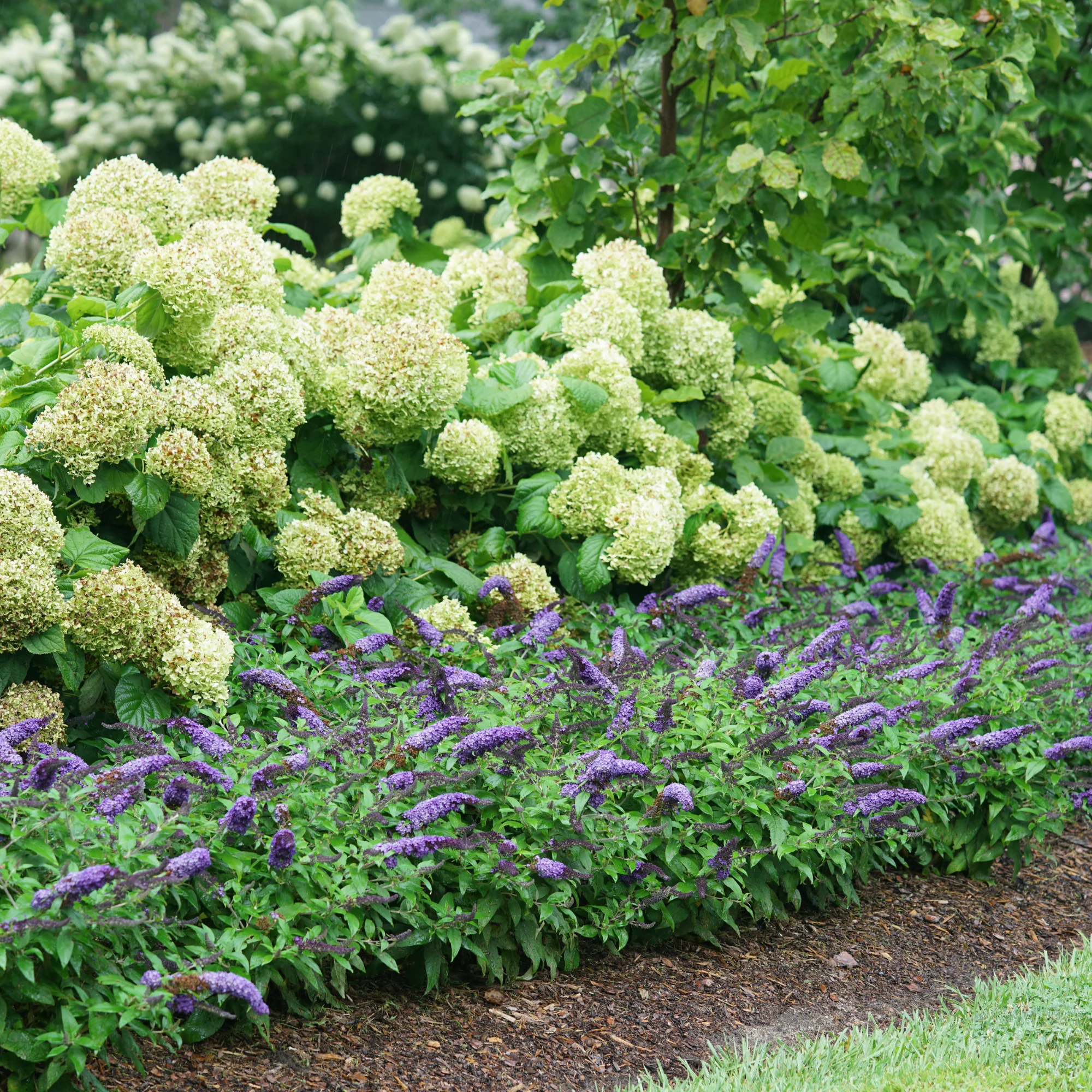 Pugster Blue® Butterfly Bush (Buddleia x) - Image 4