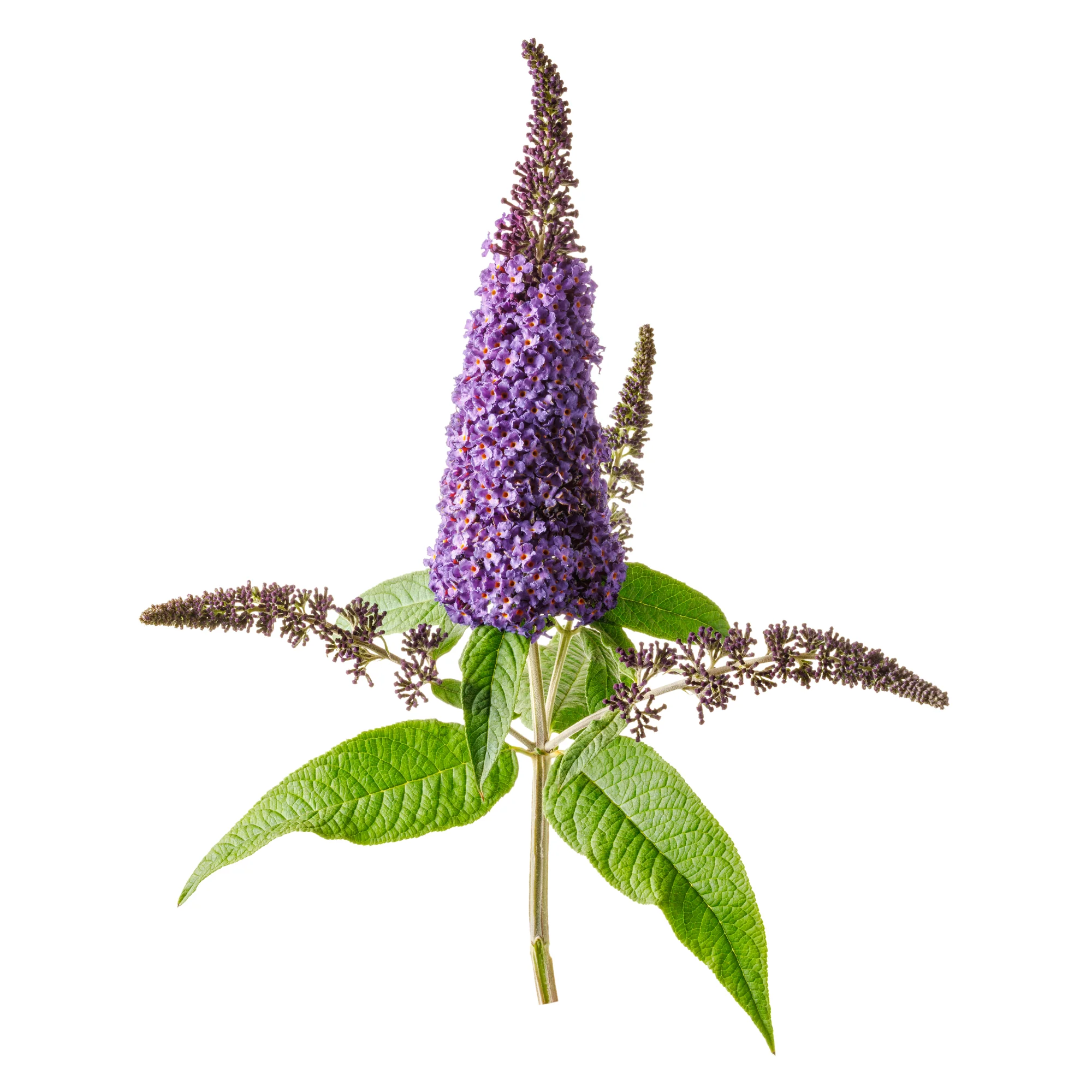 Pugster Blue® Butterfly Bush (Buddleia x) - Image 6