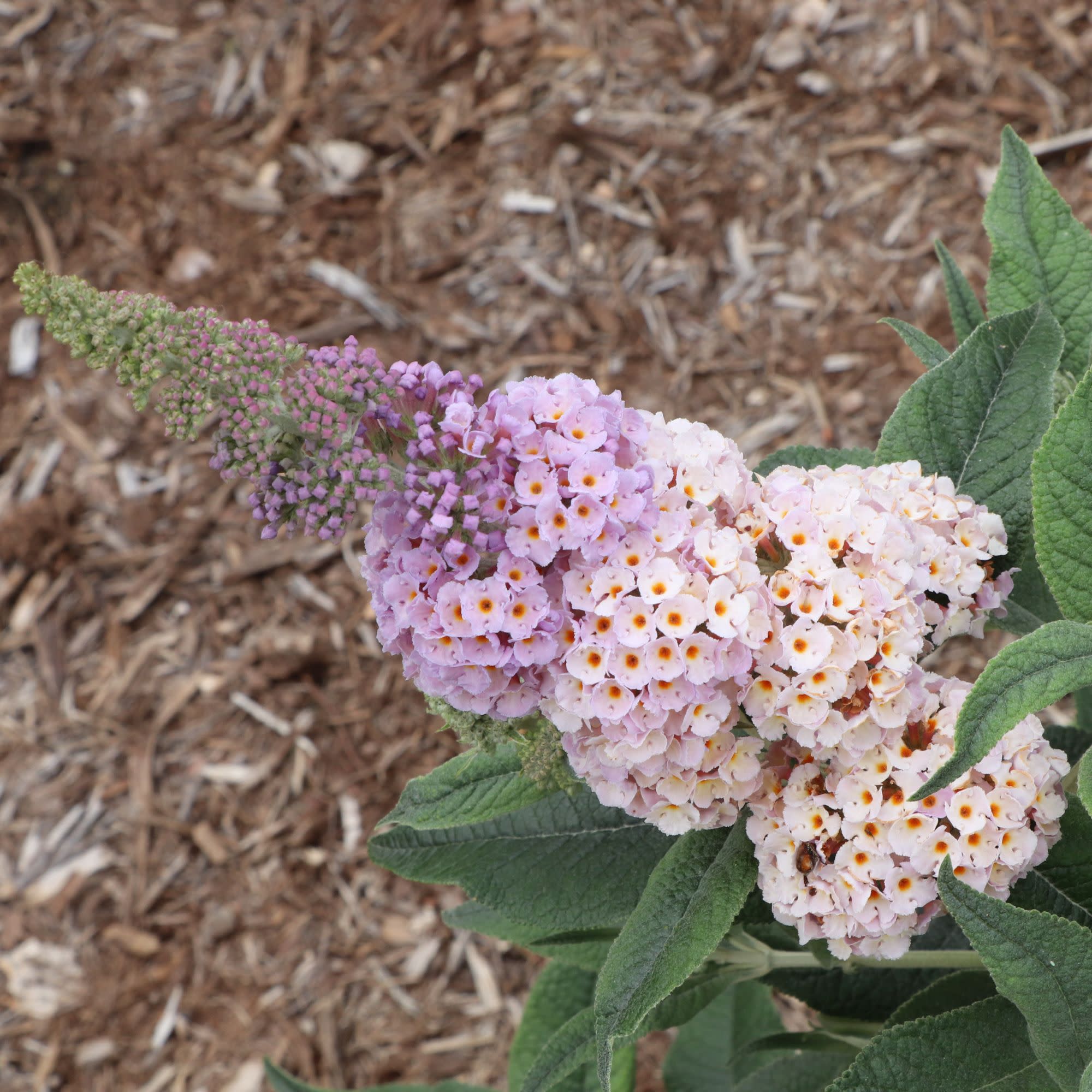 Pugster Sorbet™ Butterfly Bush (Buddleia x) | Proven Winners® New Variety 2027 - Image 3