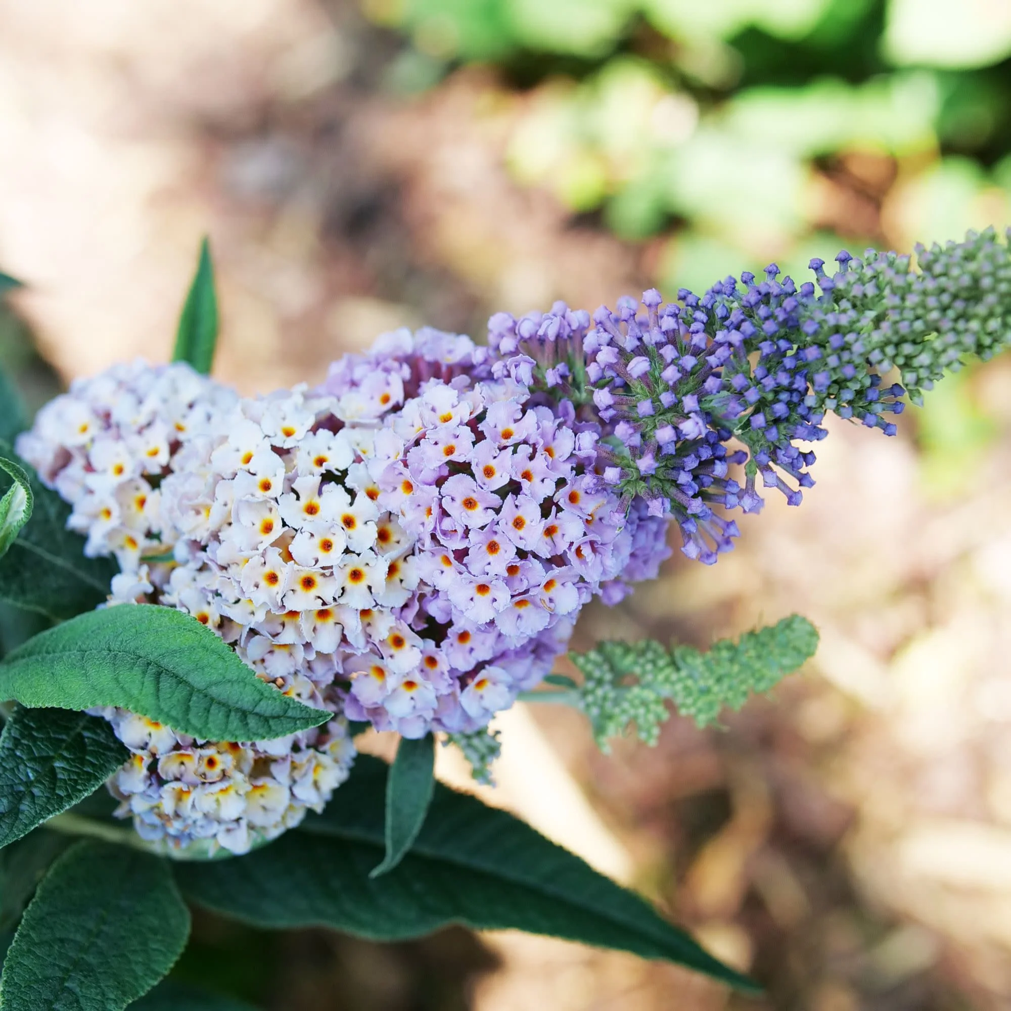 Pugster Sorbet™ Butterfly Bush (Buddleia x) | Proven Winners® New Variety 2027 - Image 4