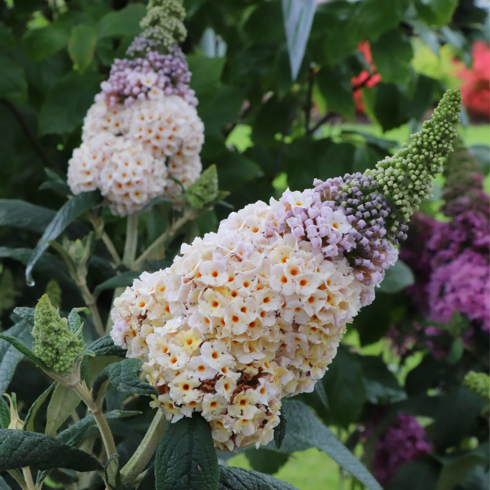 Pugster Sorbet™ Butterfly Bush (Buddleia x) | Proven Winners® New Variety 2027 - Image 5