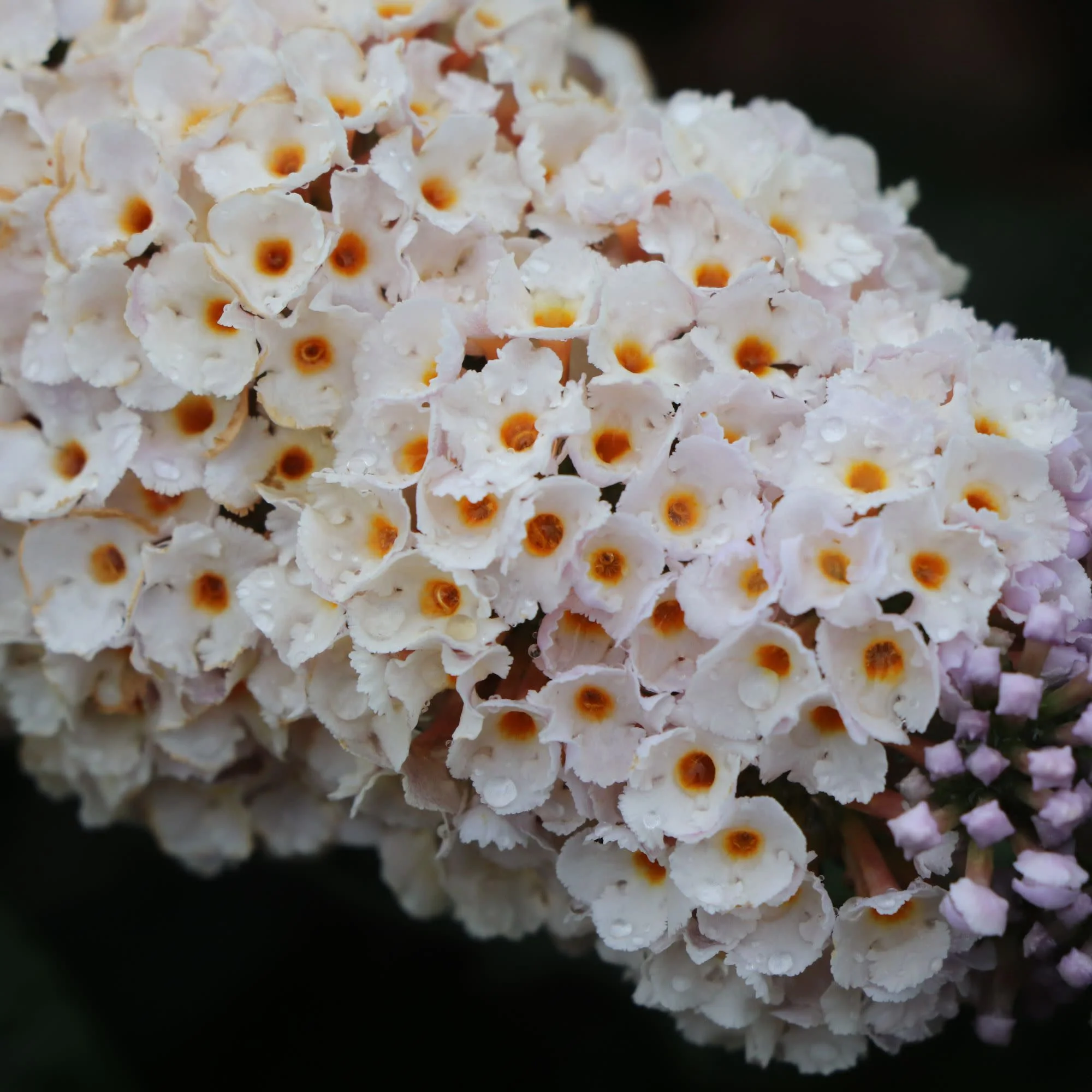 Pugster Sorbet™ Butterfly Bush (Buddleia x) | Proven Winners® New Variety 2027 - Image 6