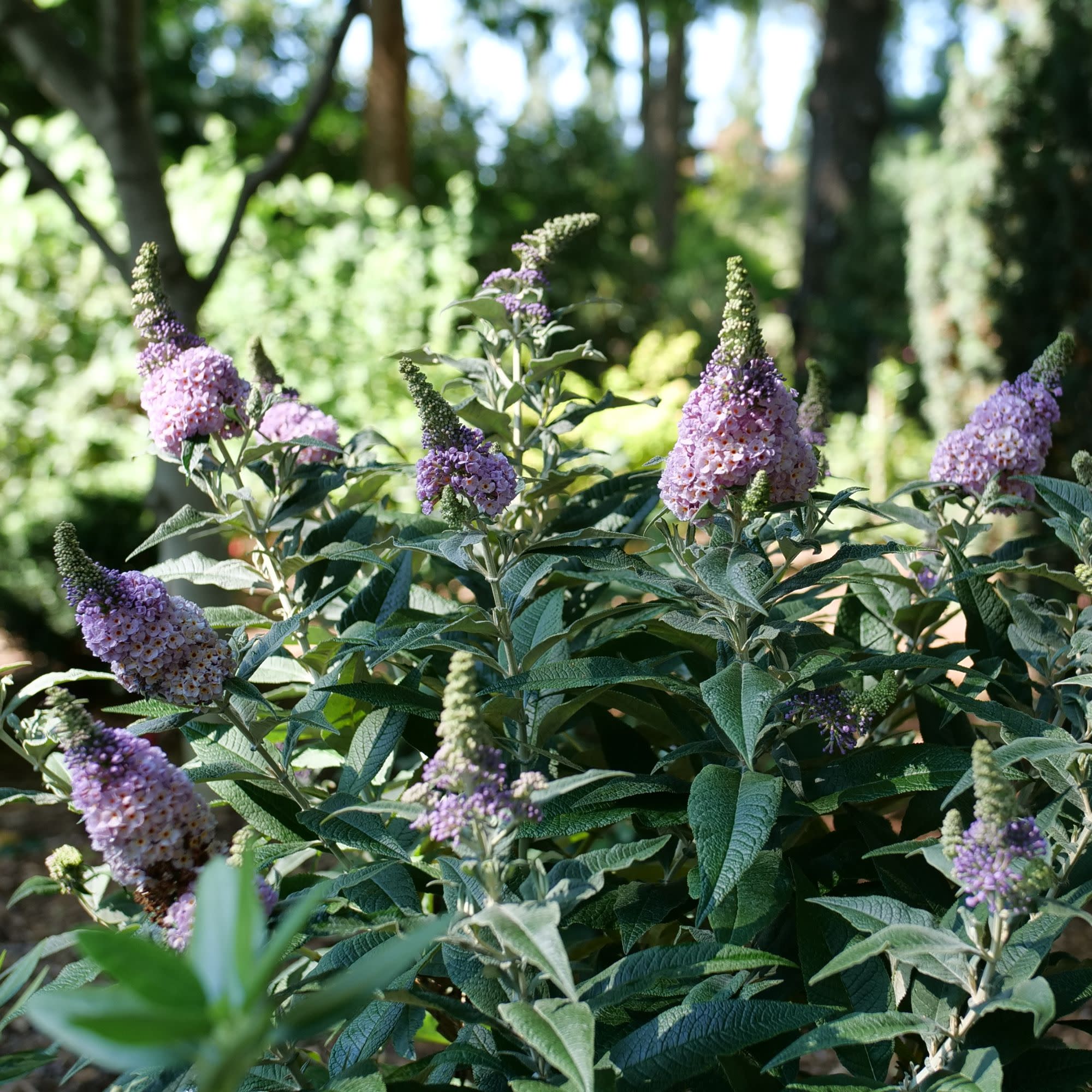Pugster Sorbet™ Butterfly Bush (Buddleia x) | Proven Winners® New Variety 2027 - Image 7
