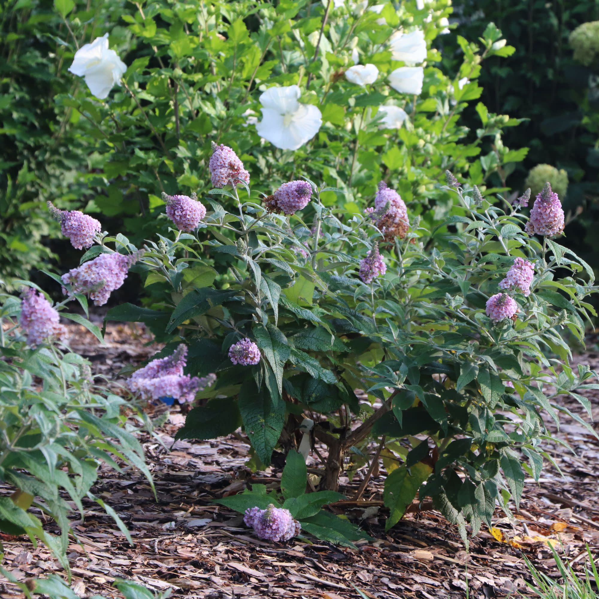 Pugster Sorbet™ Butterfly Bush (Buddleia x) | Proven Winners® New Variety 2027 - Image 8