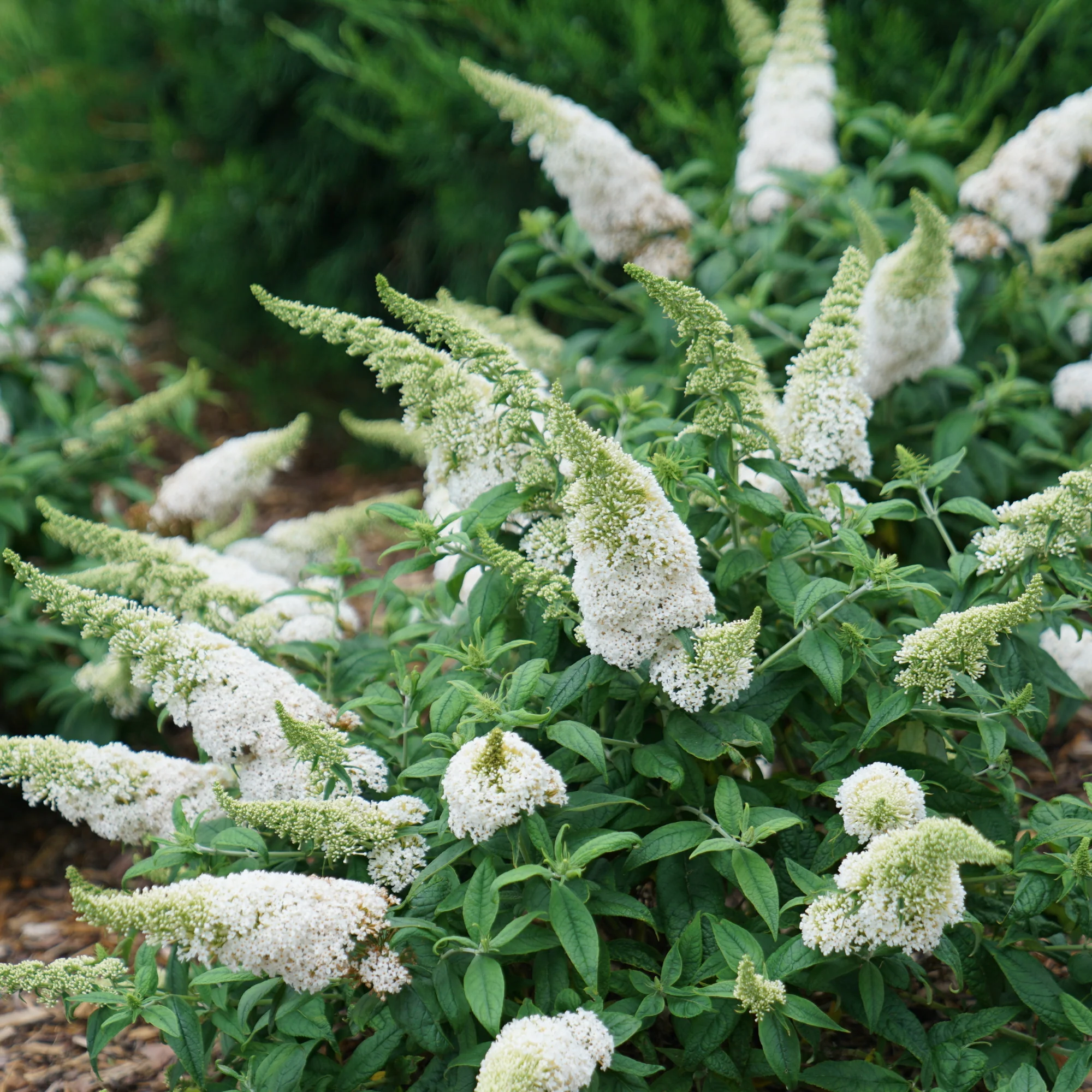 Pugster White® Butterfly Bush (Buddleia x) - Image 3