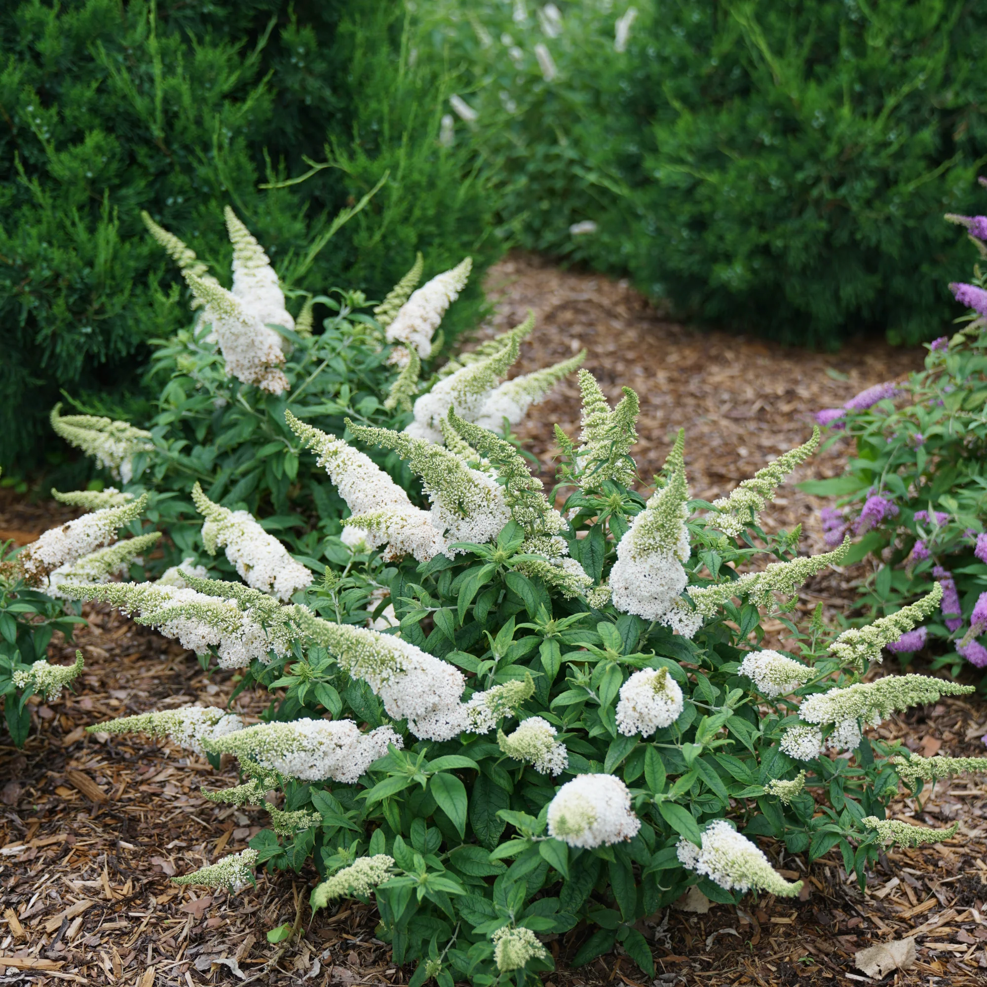 Pugster White® Butterfly Bush (Buddleia x) - Image 4