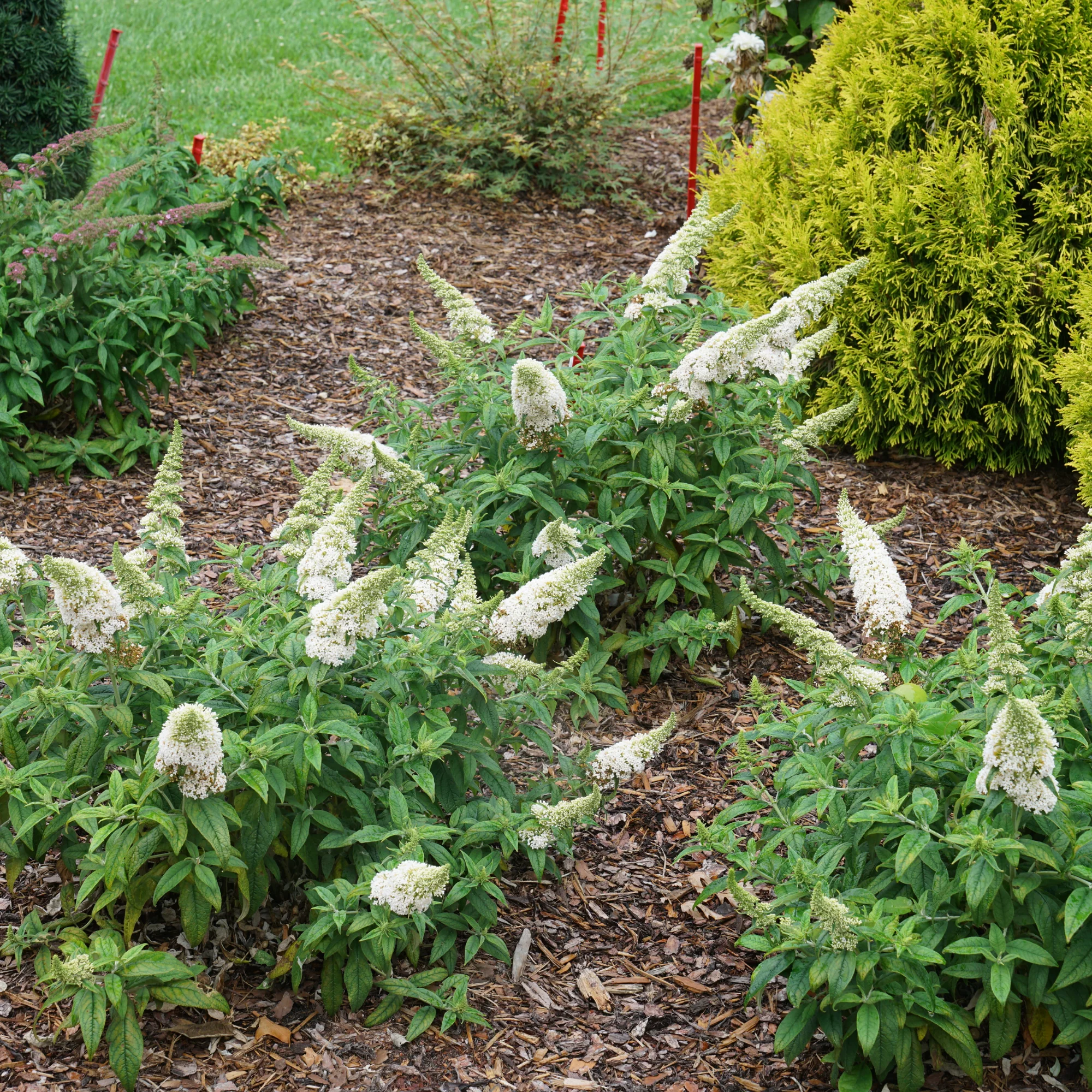 Pugster White® Butterfly Bush (Buddleia x) - Image 5