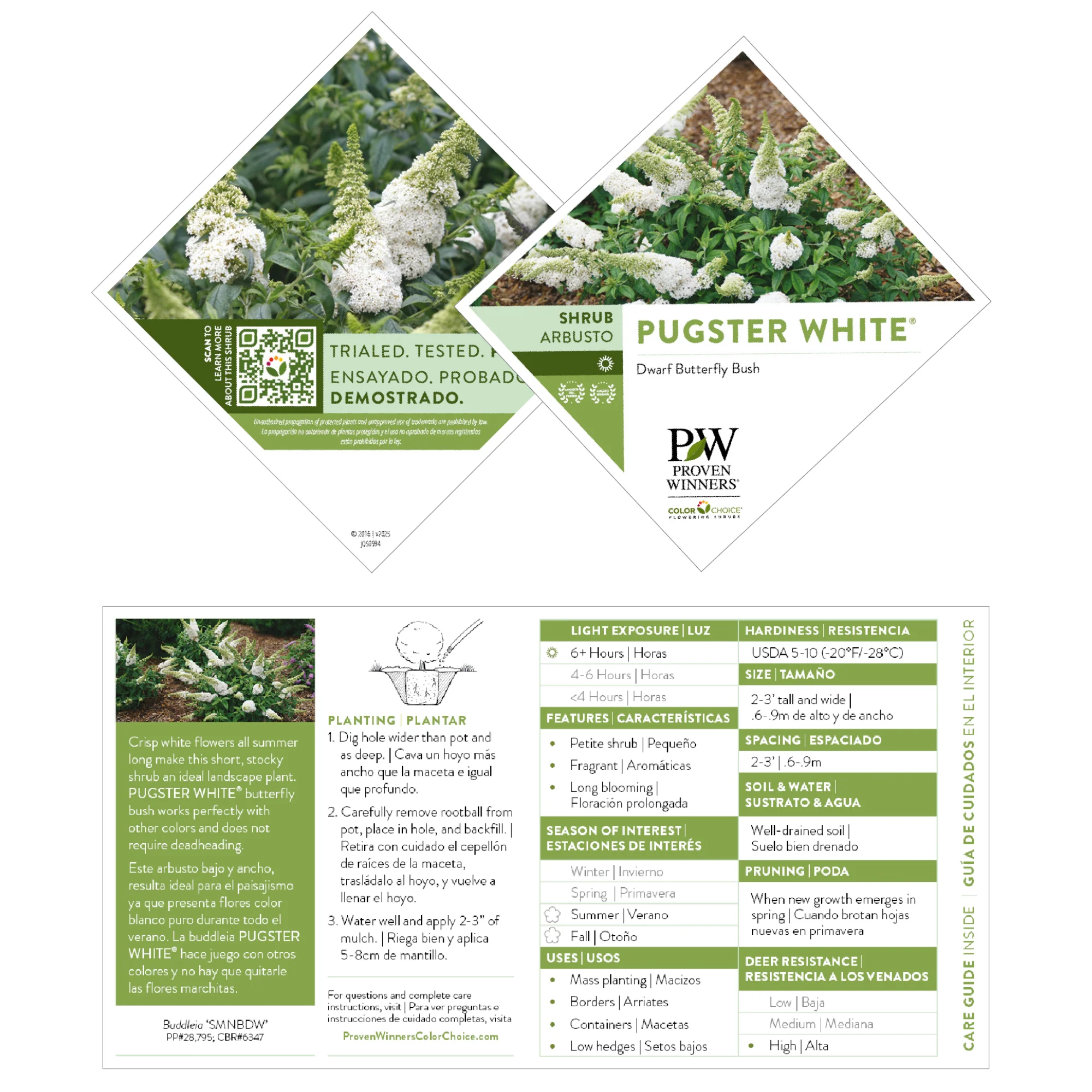 Pugster White® Butterfly Bush (Buddleia x) - Image 7