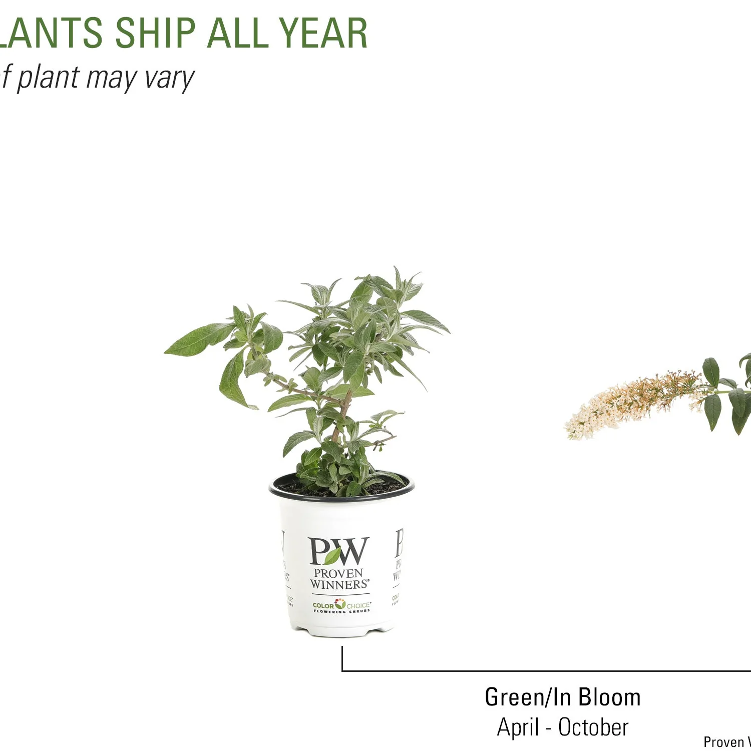 Pugster White® Butterfly Bush (Buddleia x) - Image 8