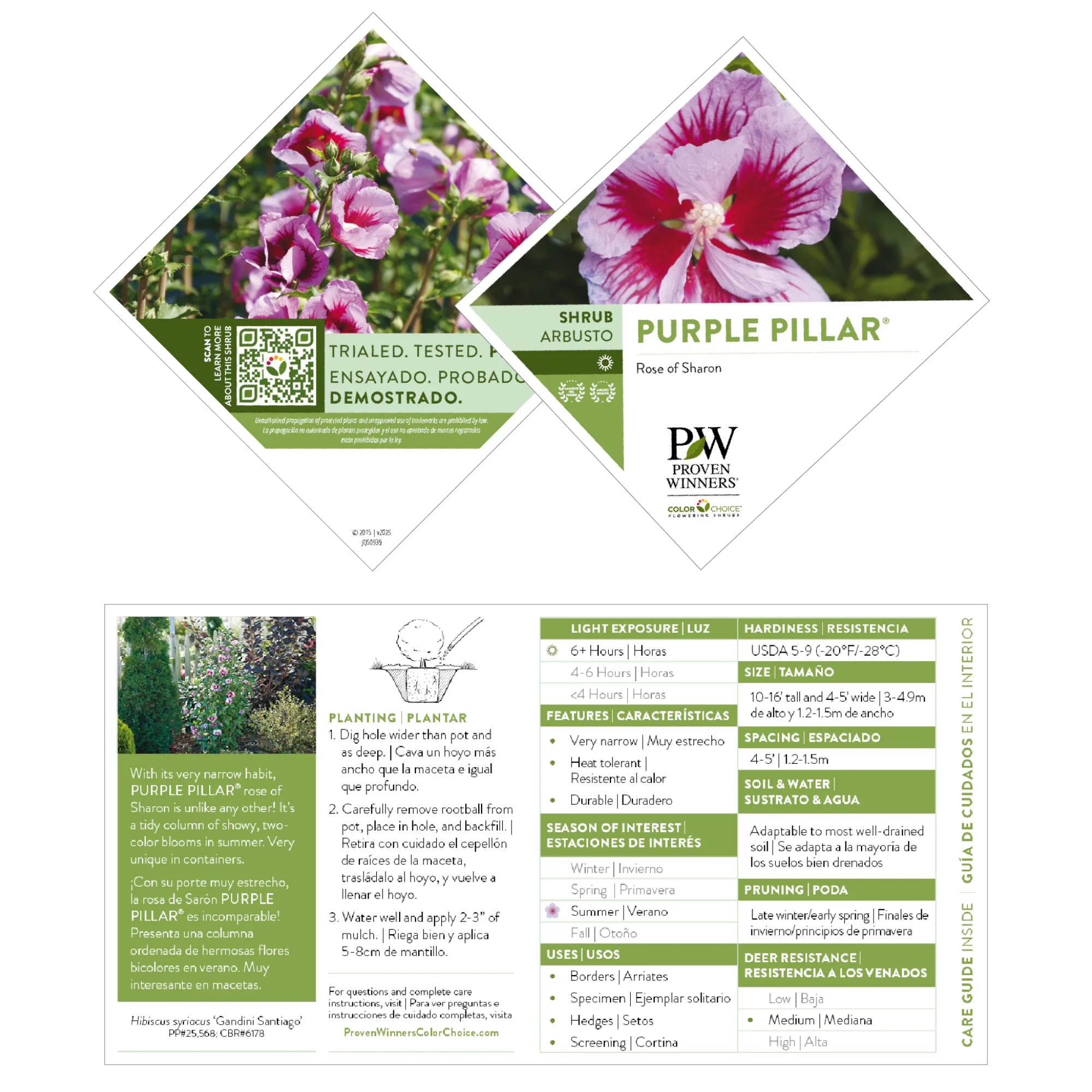 Purple Pillar® Rose of Sharon (Hibiscus syriacus) - Image 8
