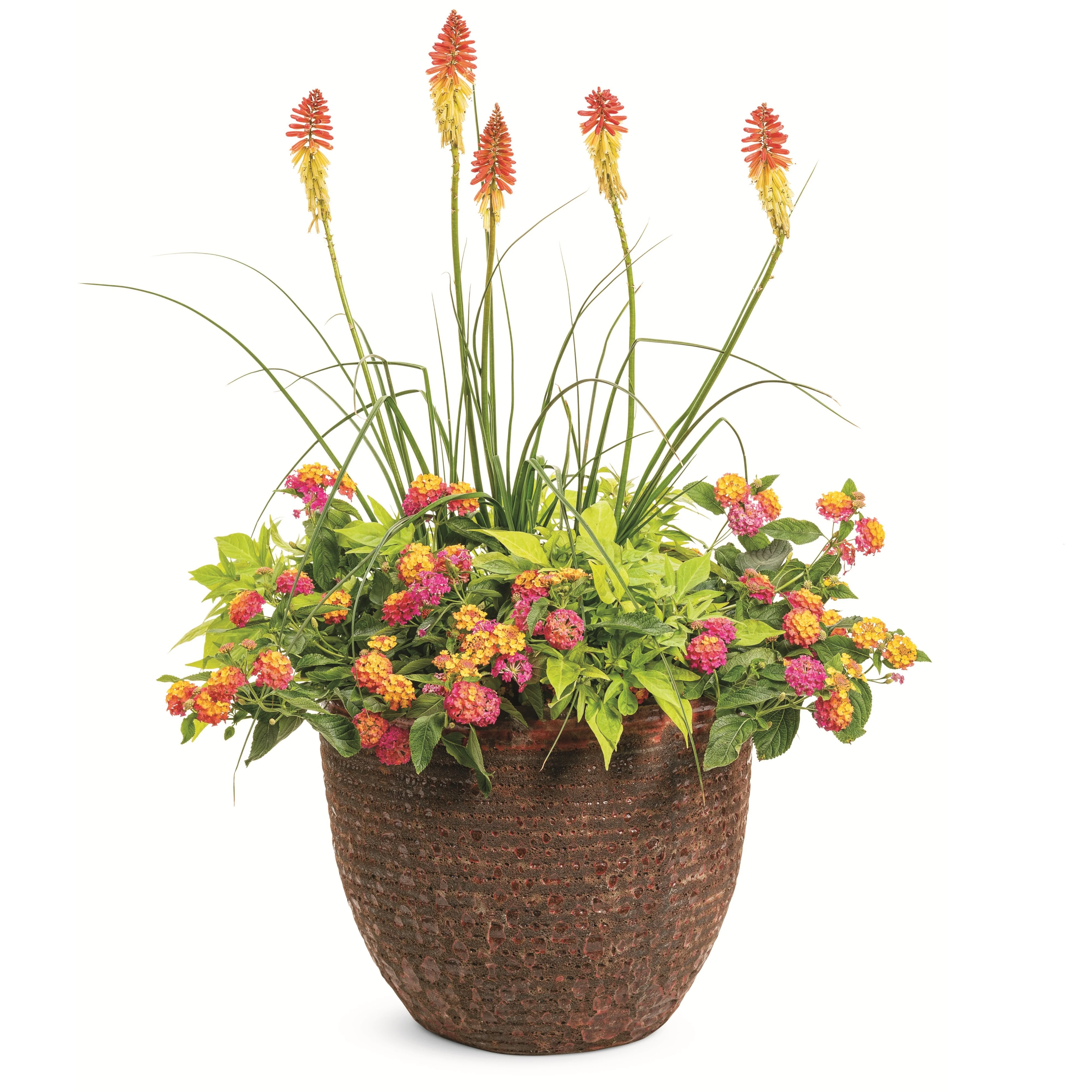 Pyromania® 'Rocket's Red Glare' Red Hot Poker (Kniphofia hybrid) - Image 5