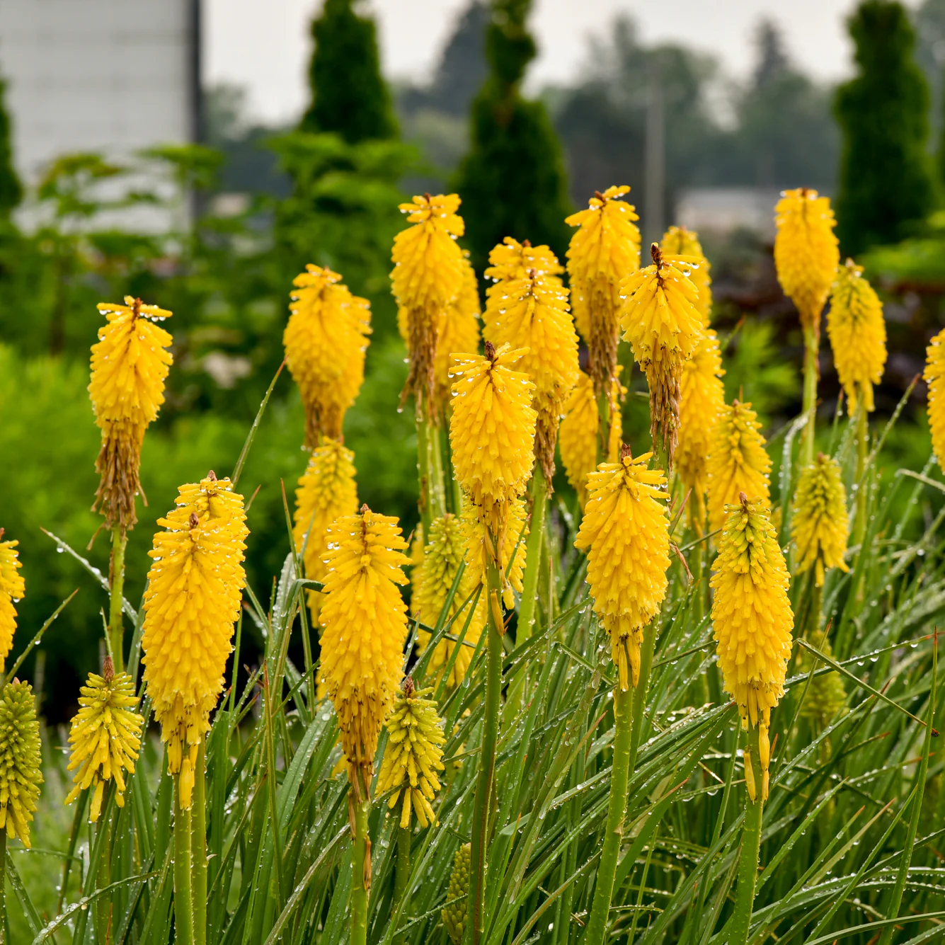 Pyromania® 'Solar Flare' Red Hot Poker (Kniphofia hybrid) - Image 5