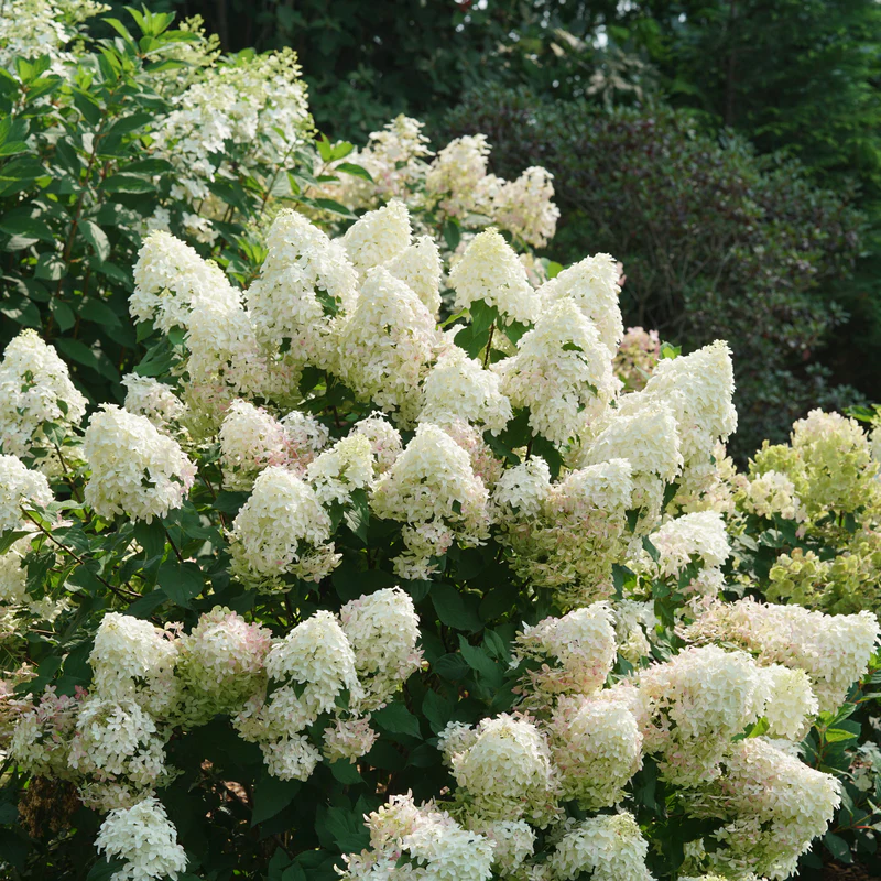 Quick Fire Fab® Panicle Hydrangea (paniculata) - Image 6
