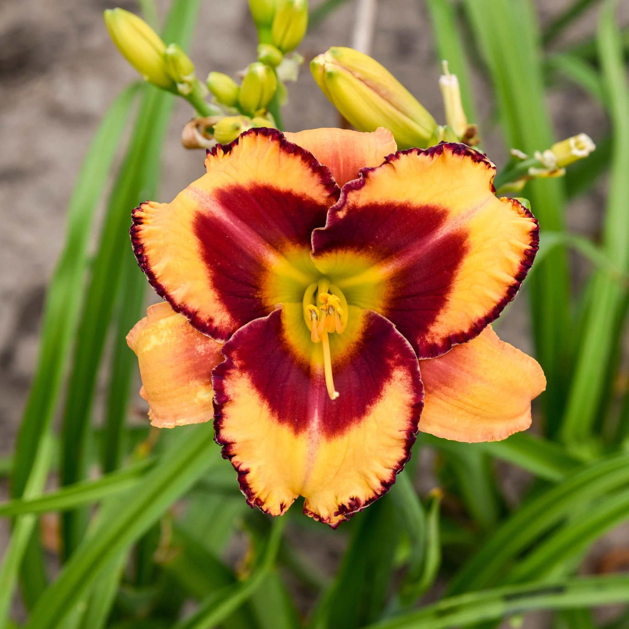 Rainbow Rhythm® 'Blazing Glory' Daylily (Hemerocallis) - Image 3