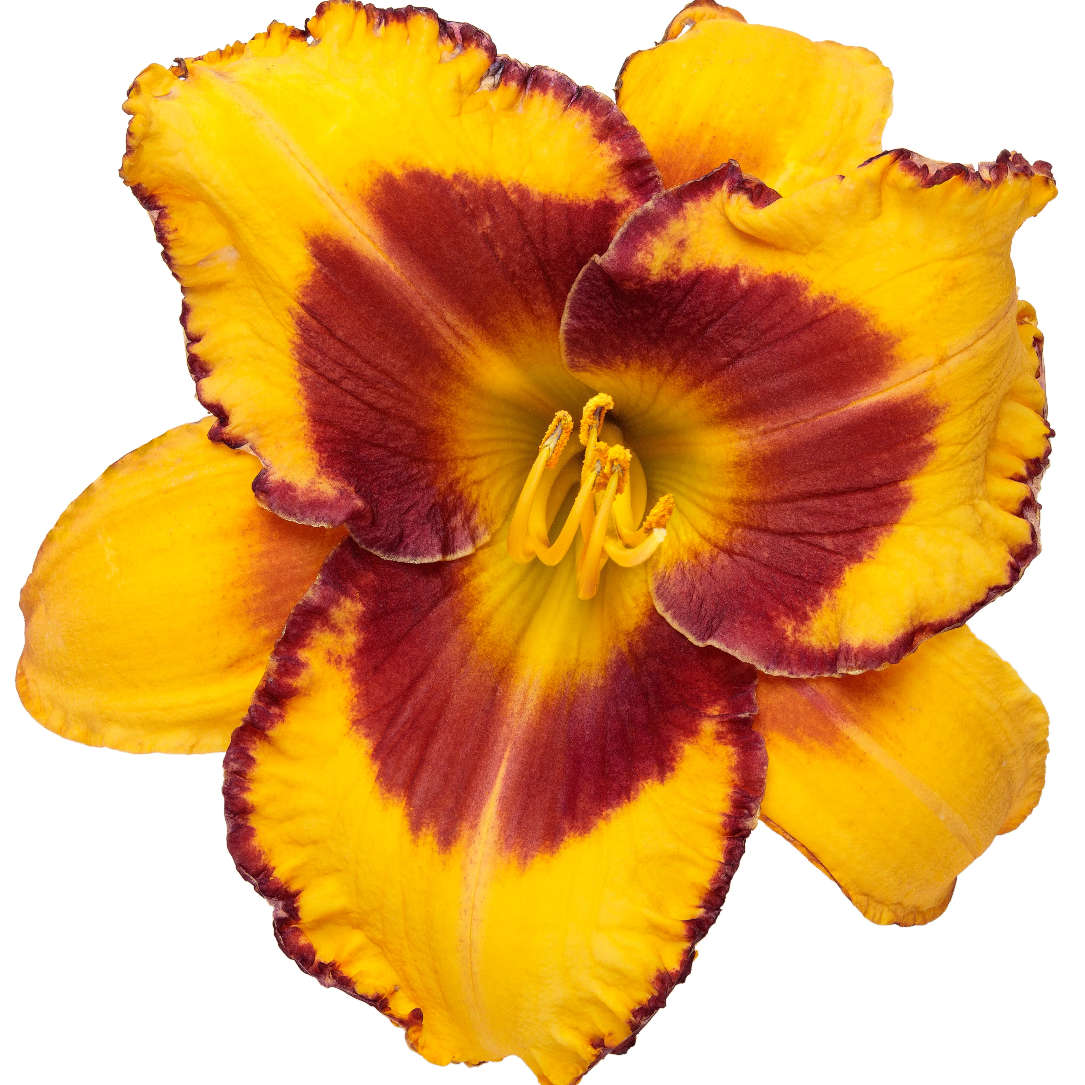Rainbow Rhythm® 'Blazing Glory' Daylily (Hemerocallis) - Image 8