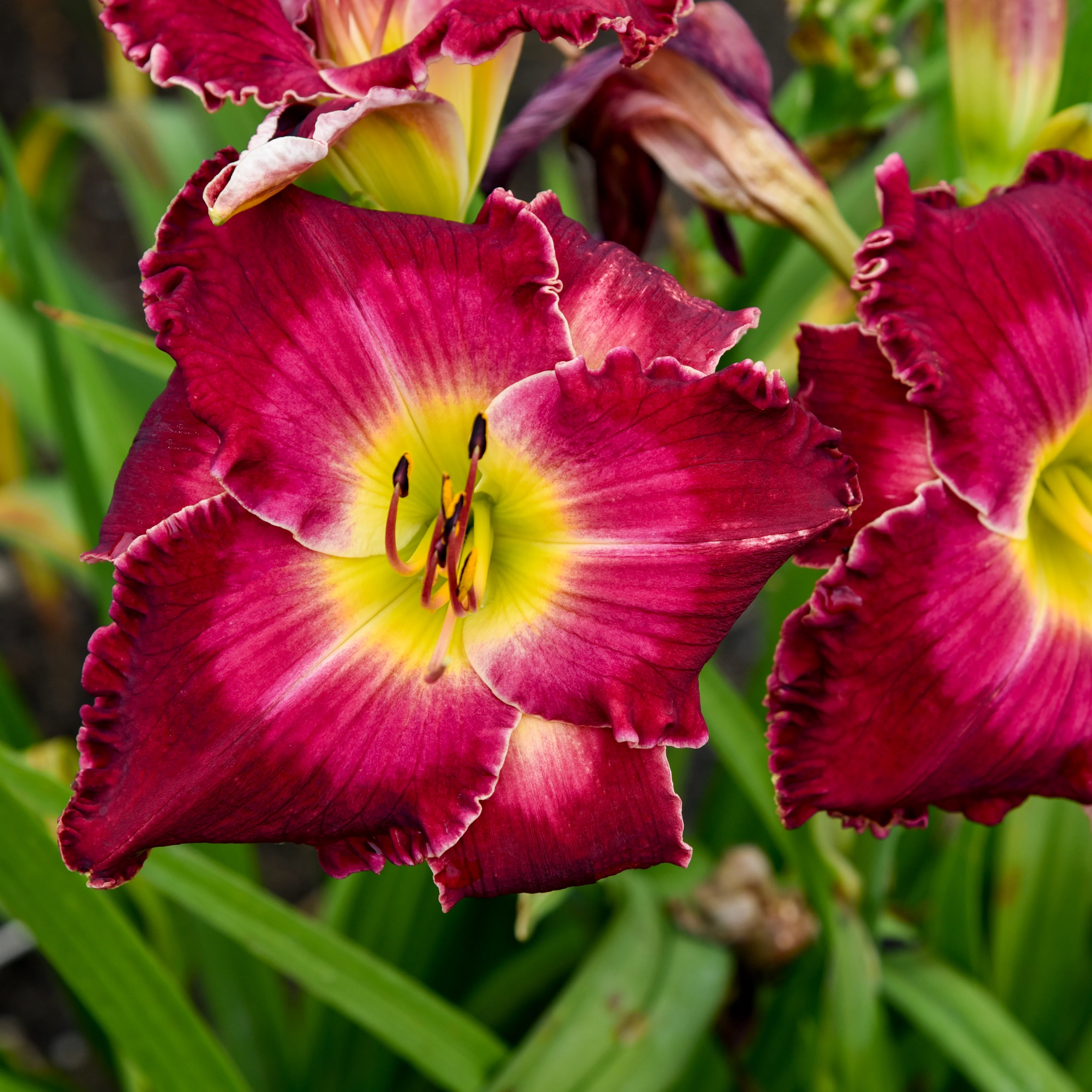 Rainbow Rhythm® 'Blood, Sweat and Tears' Daylily (Hemerocallis) - Image 3