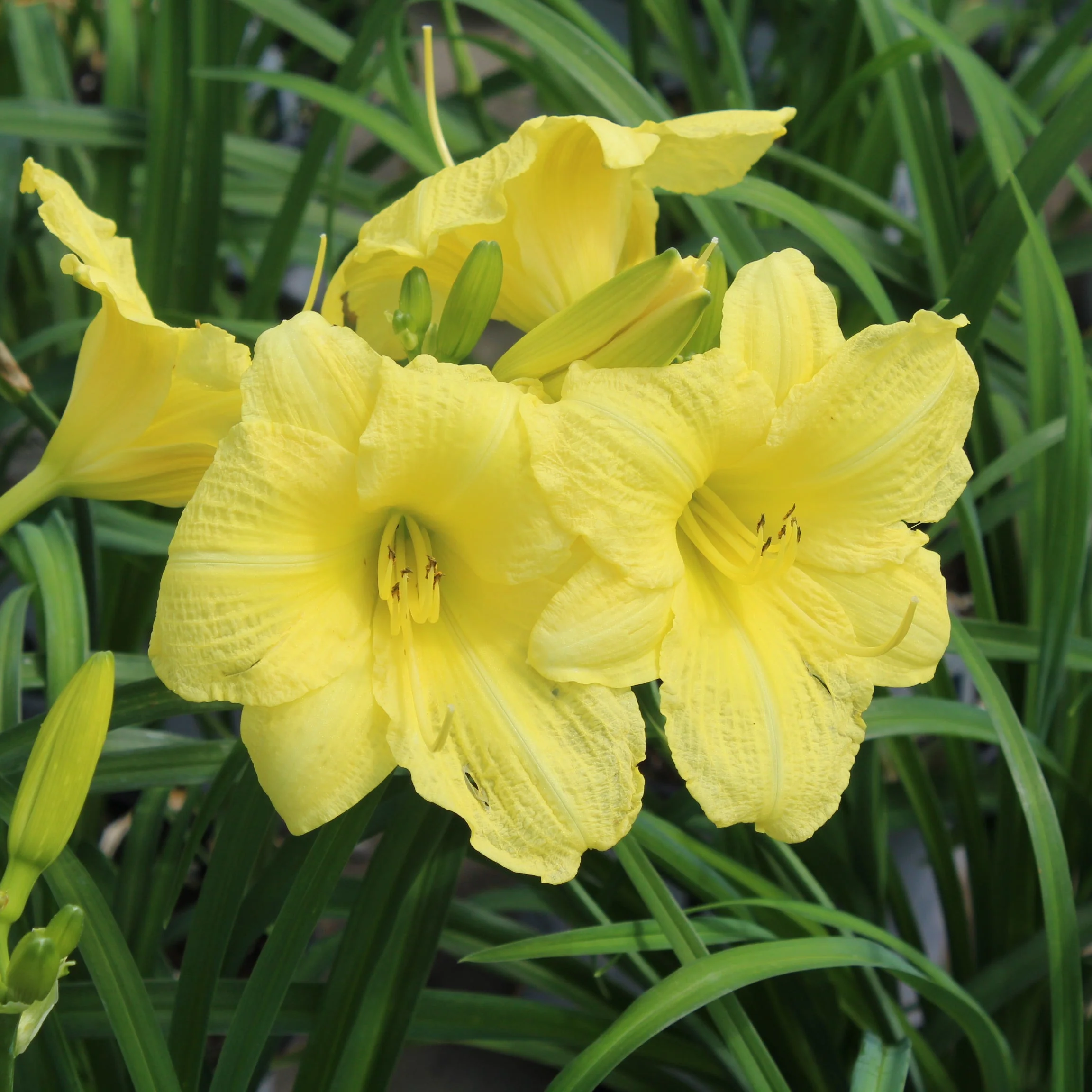 Rainbow Rhythm® 'Going Bananas' Daylily (Hemerocallis)