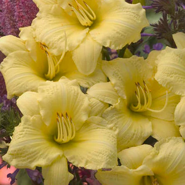 Rainbow Rhythm® 'Going Bananas' Daylily (Hemerocallis) - Image 2