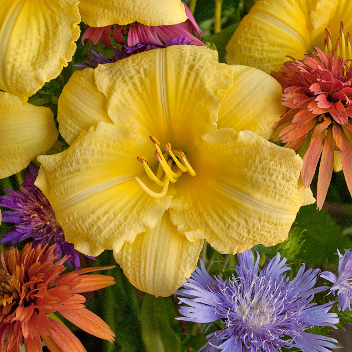 Rainbow Rhythm® 'Going Bananas' Daylily (Hemerocallis) - Image 3