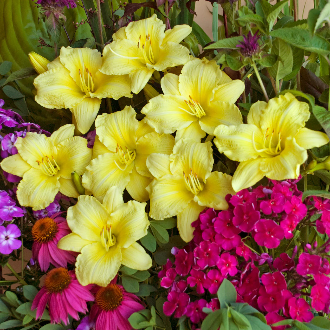 Rainbow Rhythm® 'Going Bananas' Daylily (Hemerocallis) - Image 5