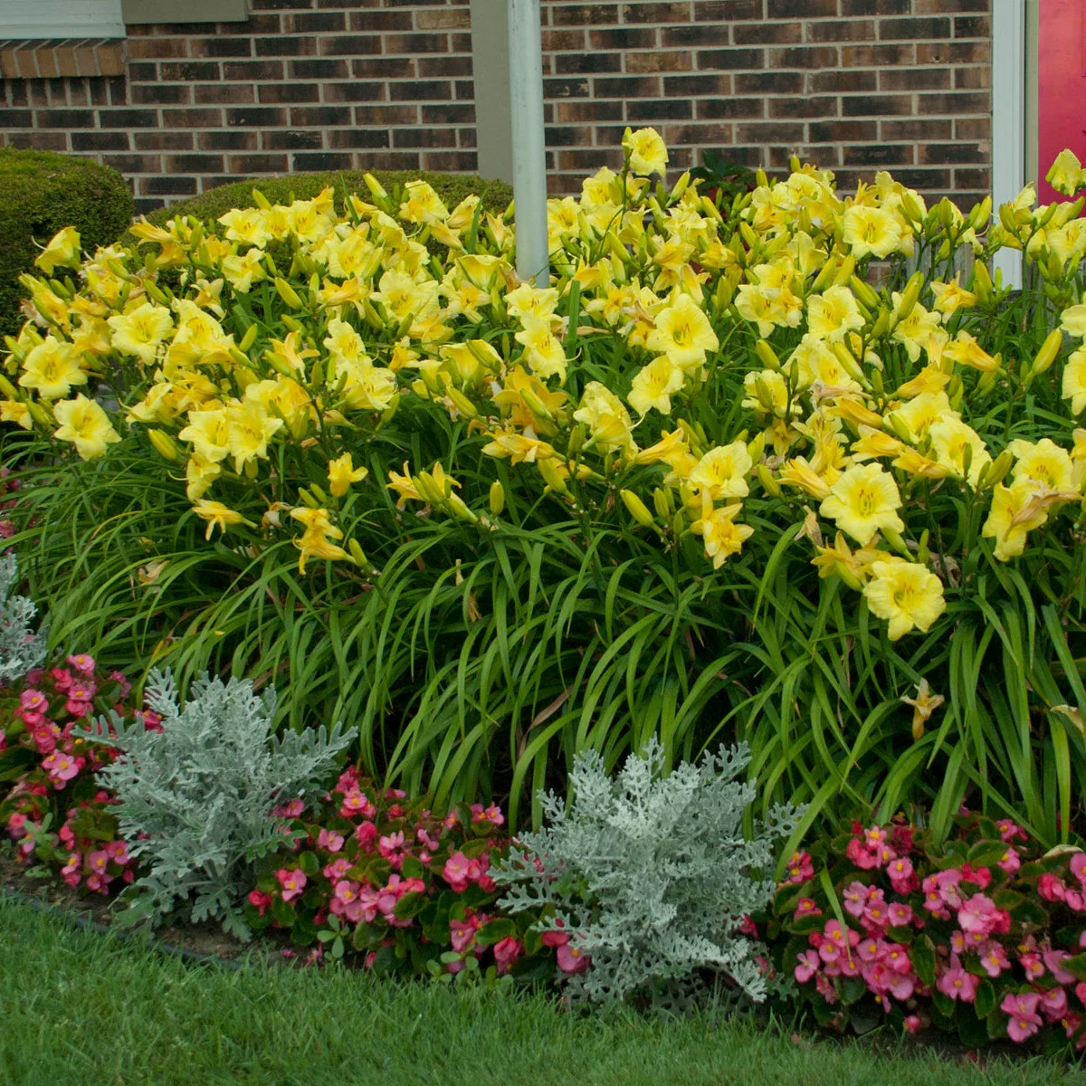 Rainbow Rhythm® 'Going Bananas' Daylily (Hemerocallis) - Image 6