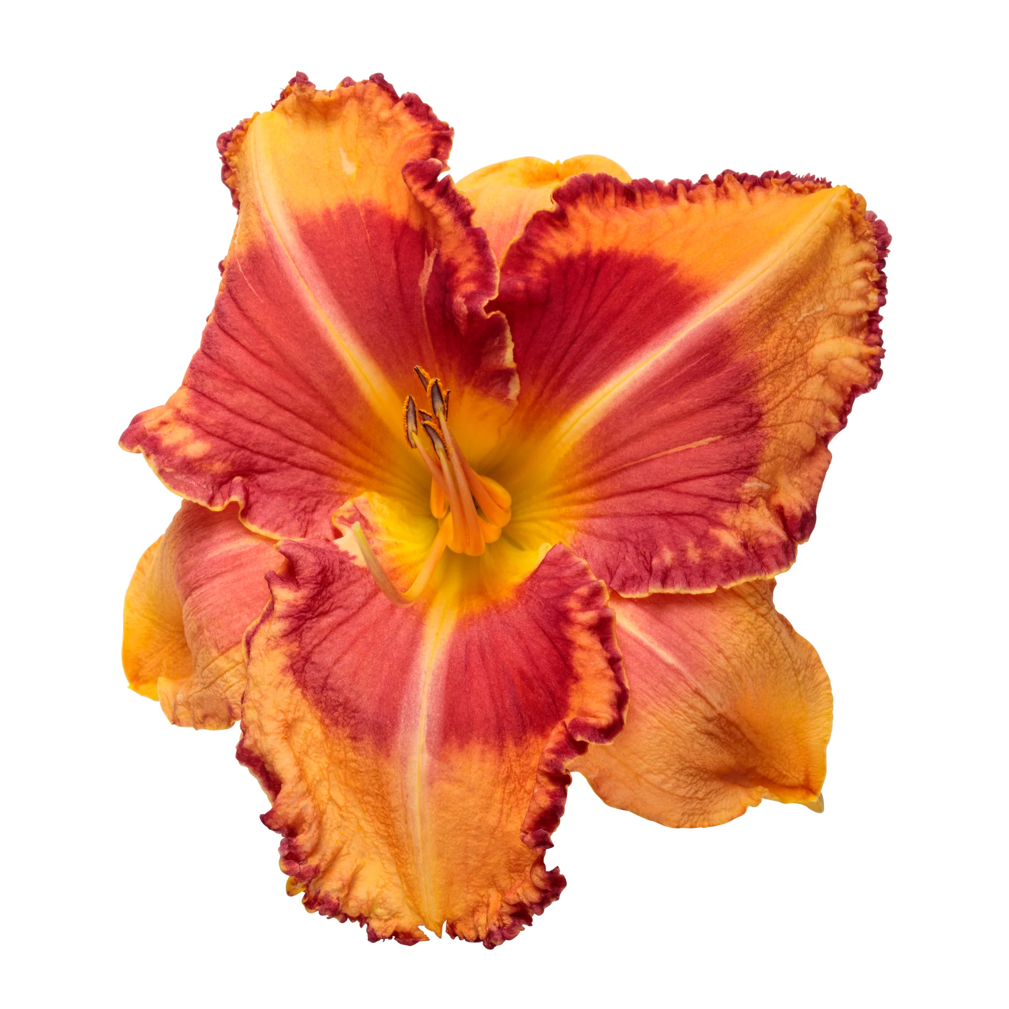 Rainbow Rhythm® 'Lake of Fire' Daylily (Hemerocallis) - Image 5