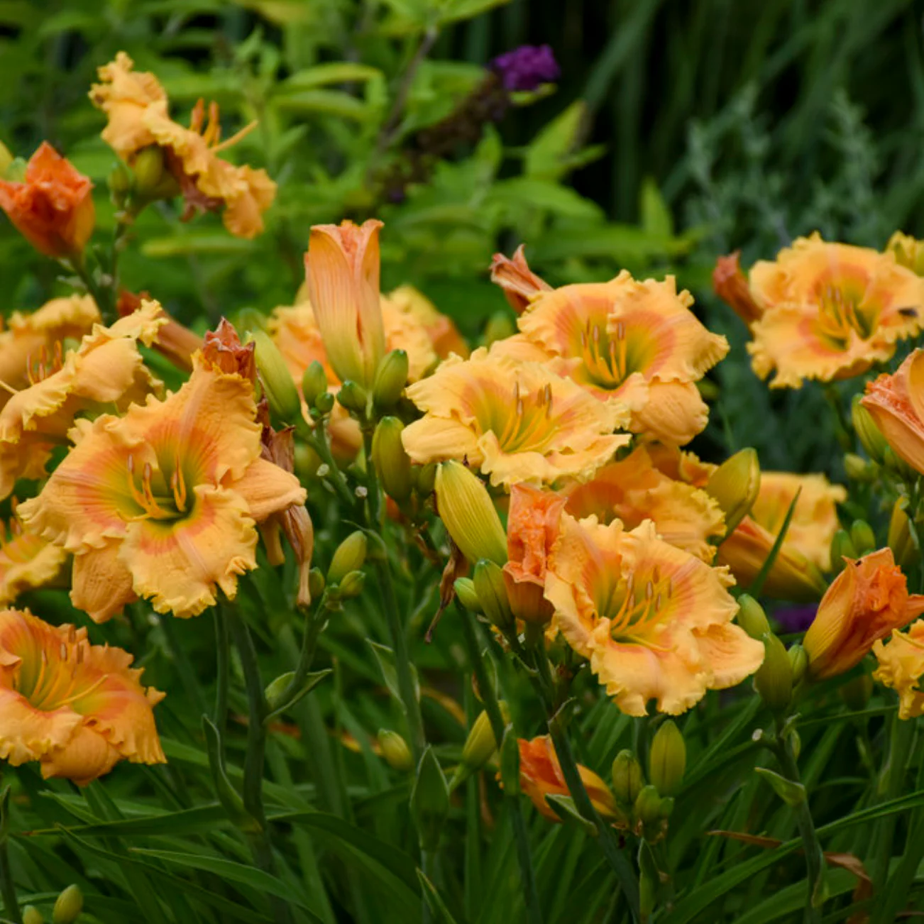 Rainbow Rhythm® 'Orange Smoothie' Daylily (Hemerocallis) - Image 5
