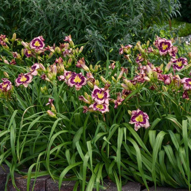 Rainbow Rhythm® 'Sound of My Heart' Daylily (Hemerocallis) - Image 4
