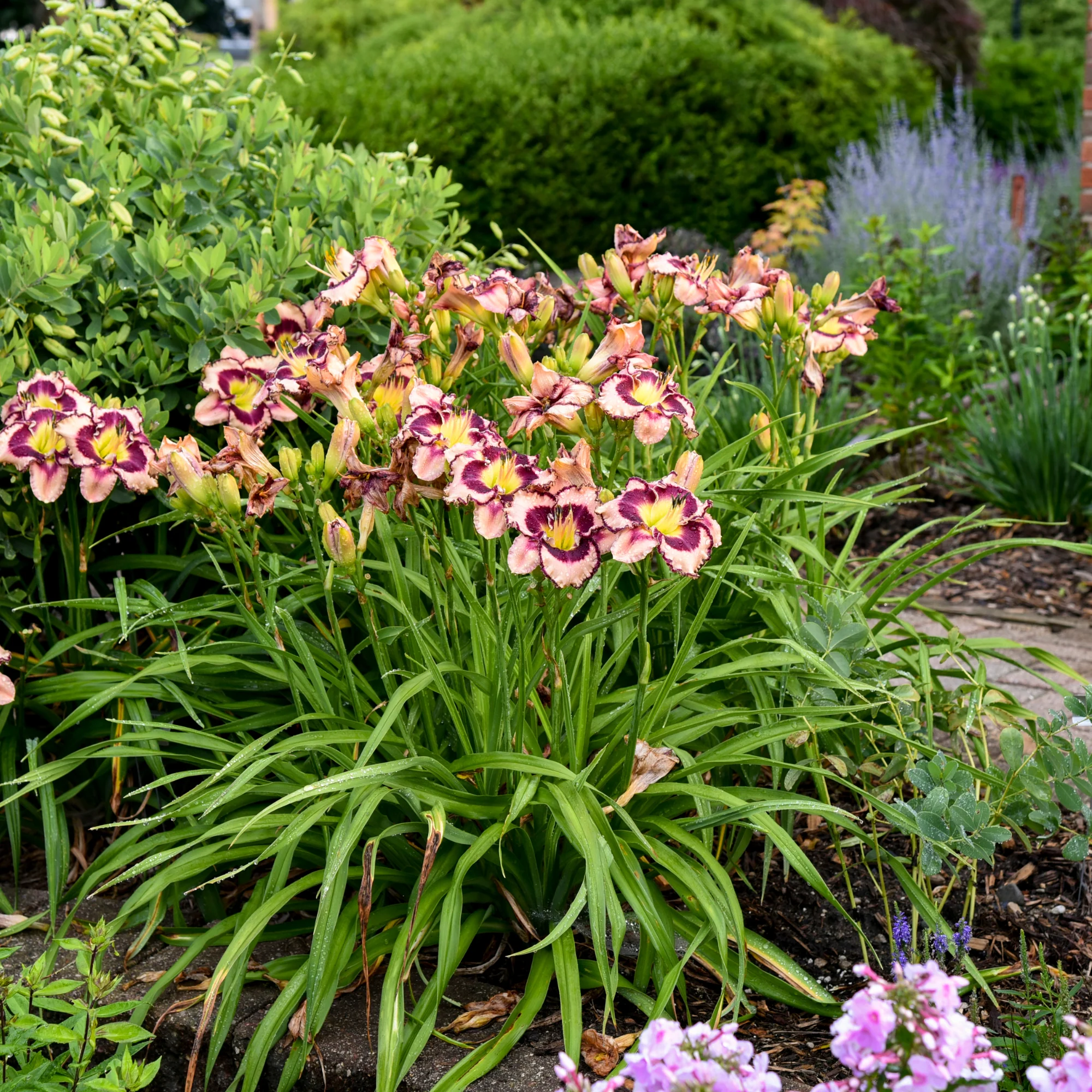 Rainbow Rhythm® 'Sound of My Heart' Daylily (Hemerocallis) - Image 5