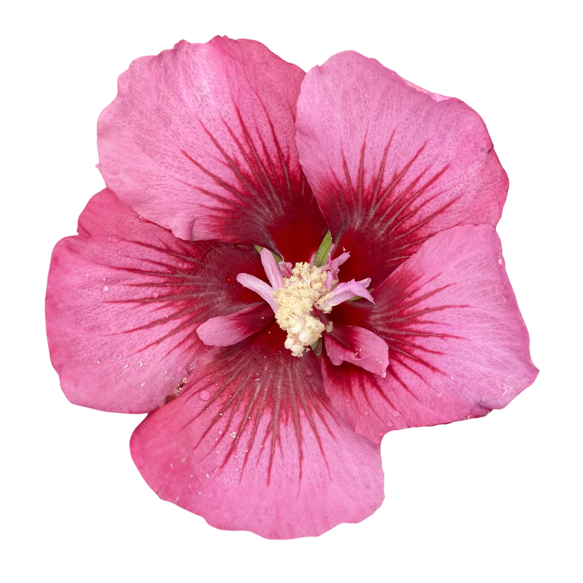 Red Pillar® Rose of Sharon (Hibiscus syriacus) - Image 5