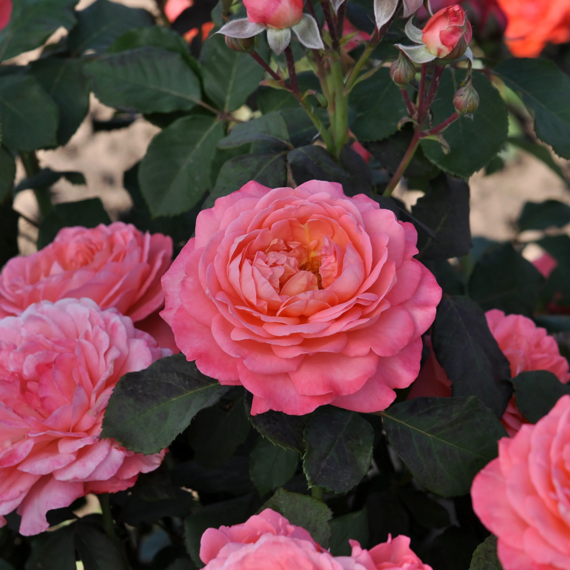 Reminiscent® Coral Rose - Image 3