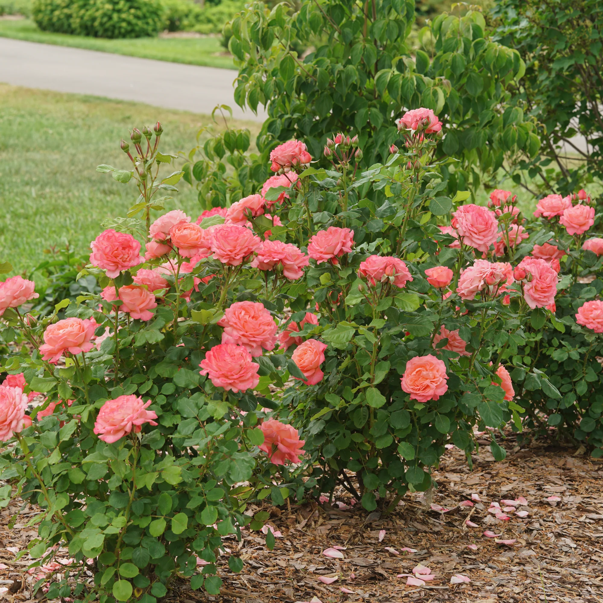 Reminiscent® Coral Rose - Image 4
