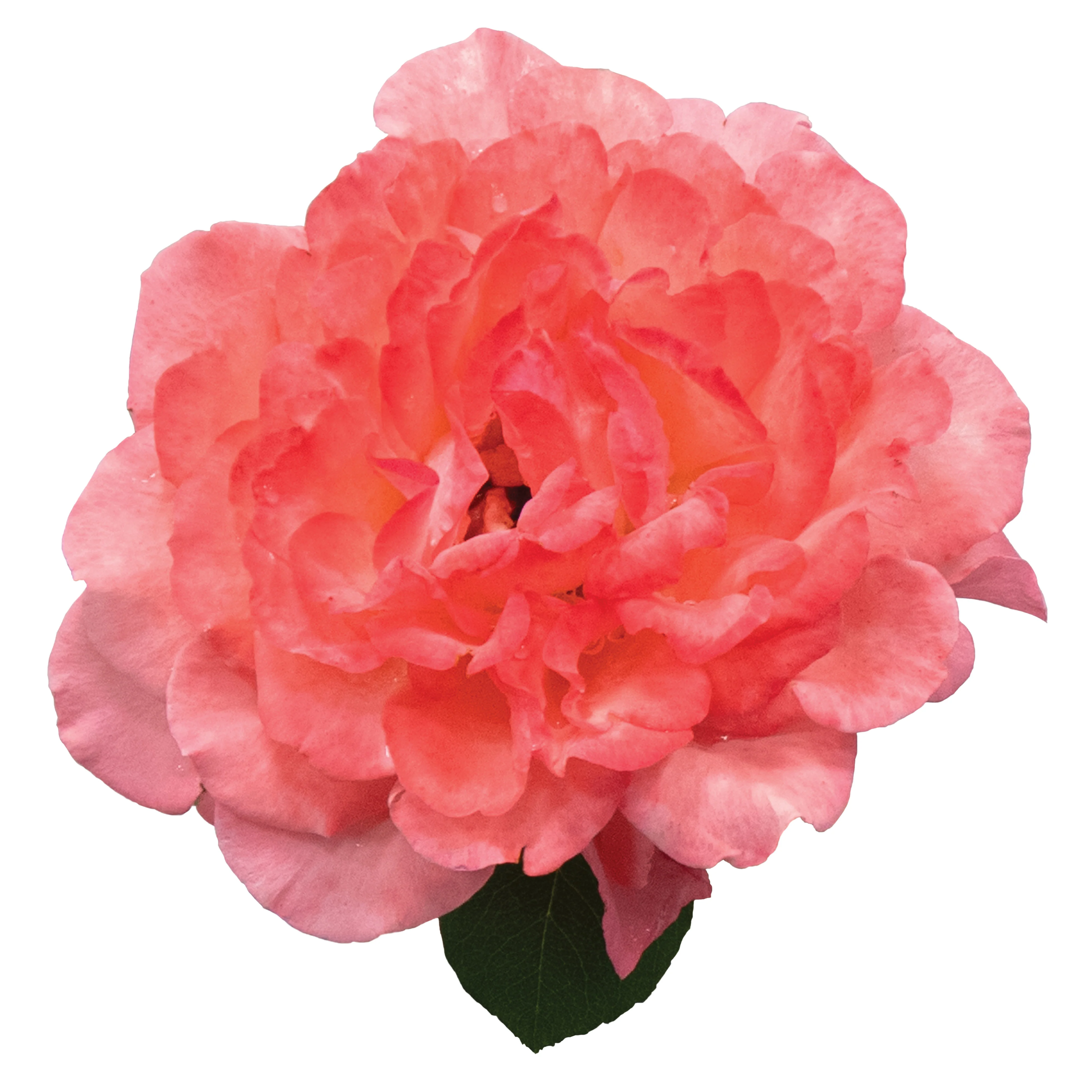 Reminiscent® Coral Rose - Image 5